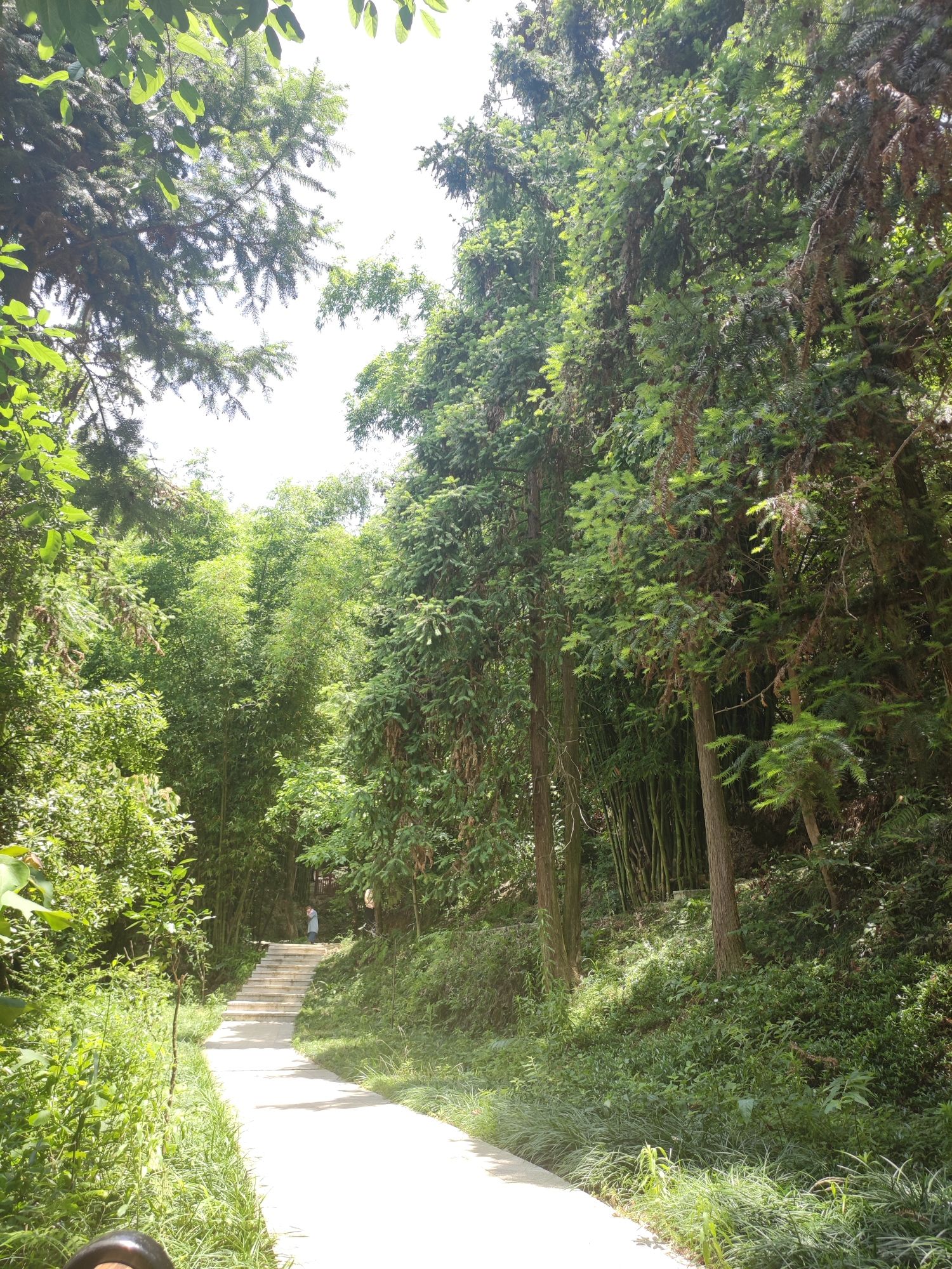 金剑山森林公园旅行图片 1