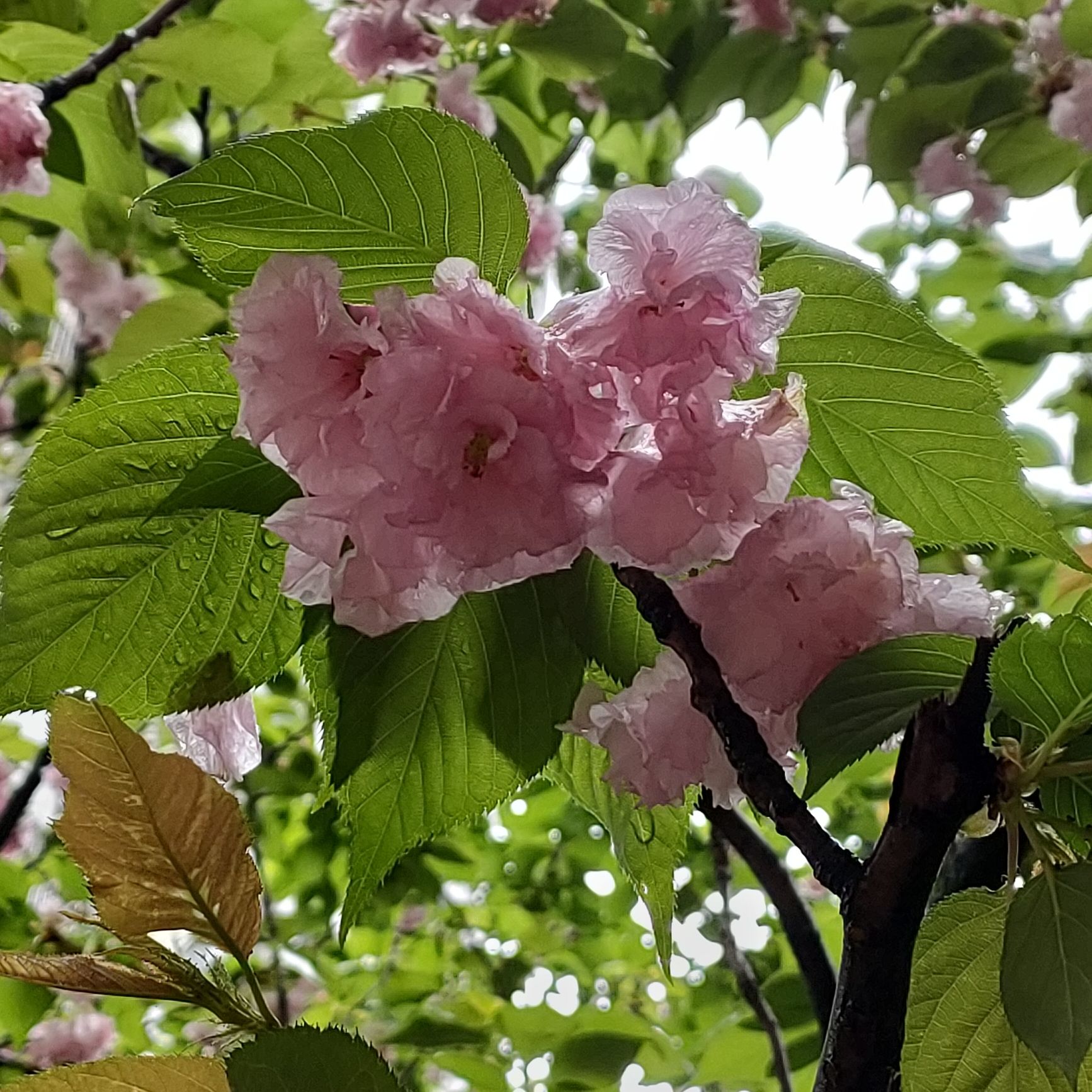 烟灯山公园旅行图片 1