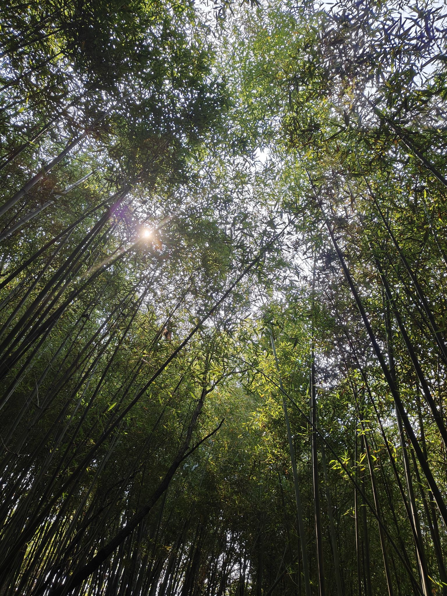 烟灯山公园旅行图片 3