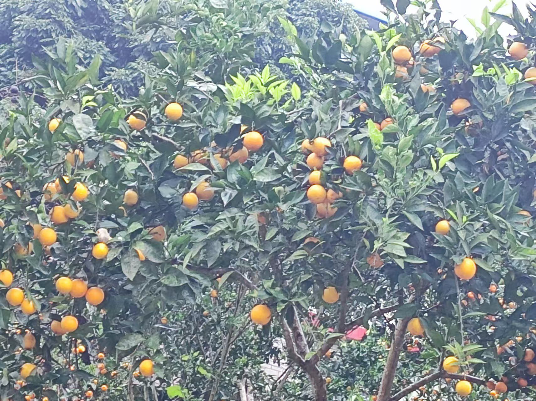 三峡移民广场旅行图片 1