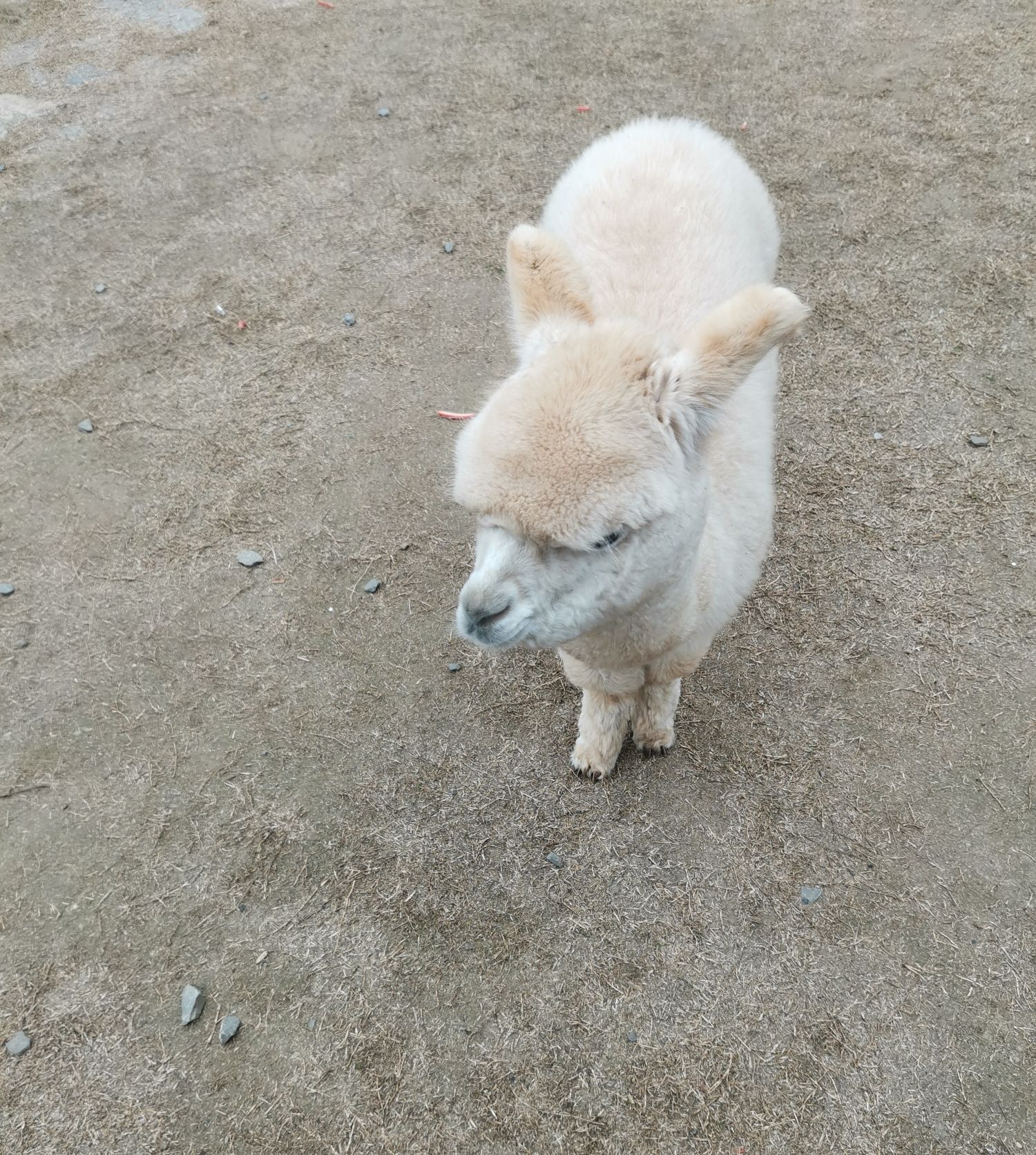 彩色森林养生旅游区旅行图片 3
