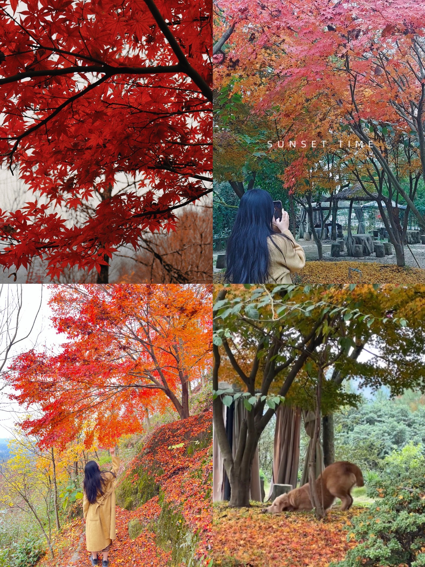 彩色森林养生旅游区旅行图片 1
