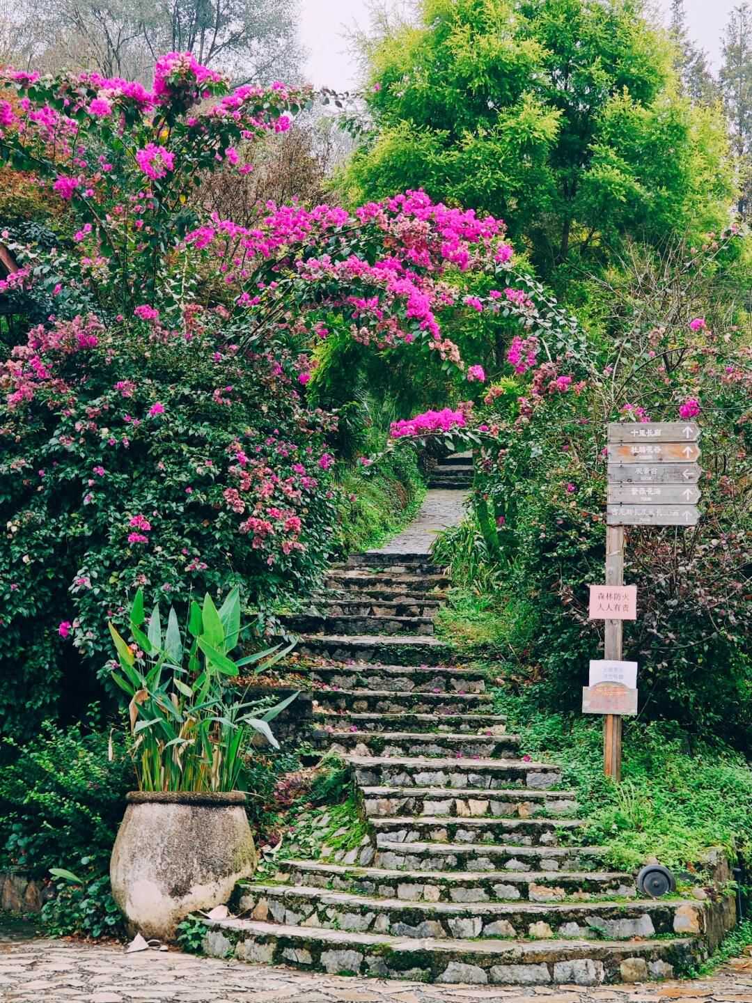 彩色森林养生旅游区旅行图片 2