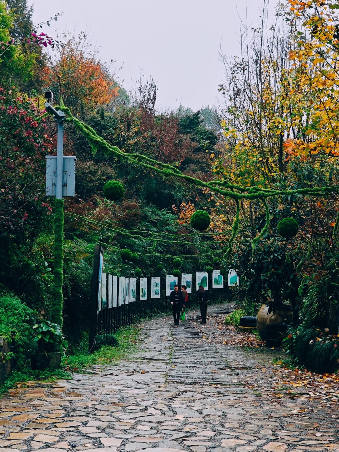 彩色森林养生旅游区旅行图片 3