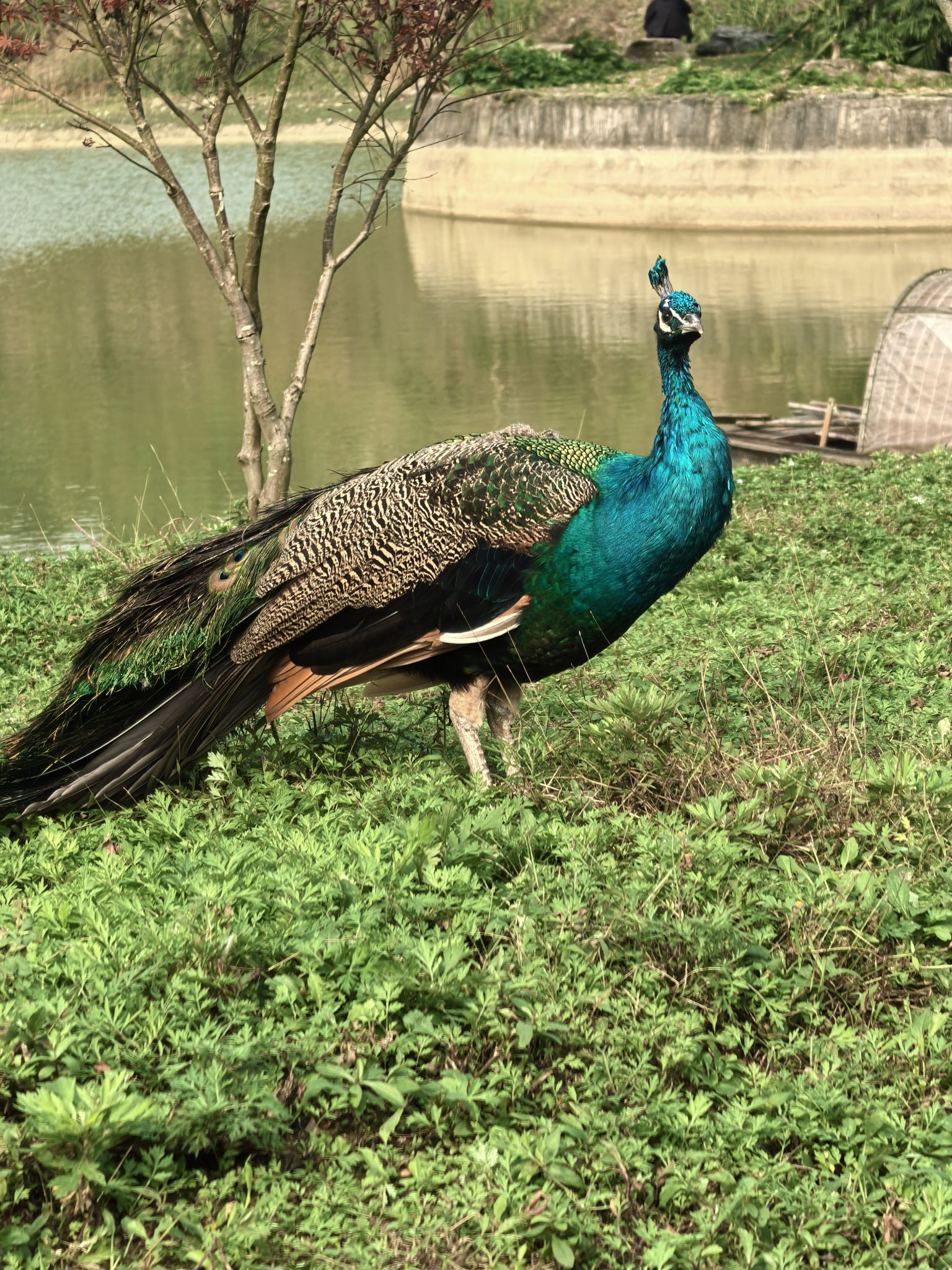 彩色森林养生旅游区旅行图片 2