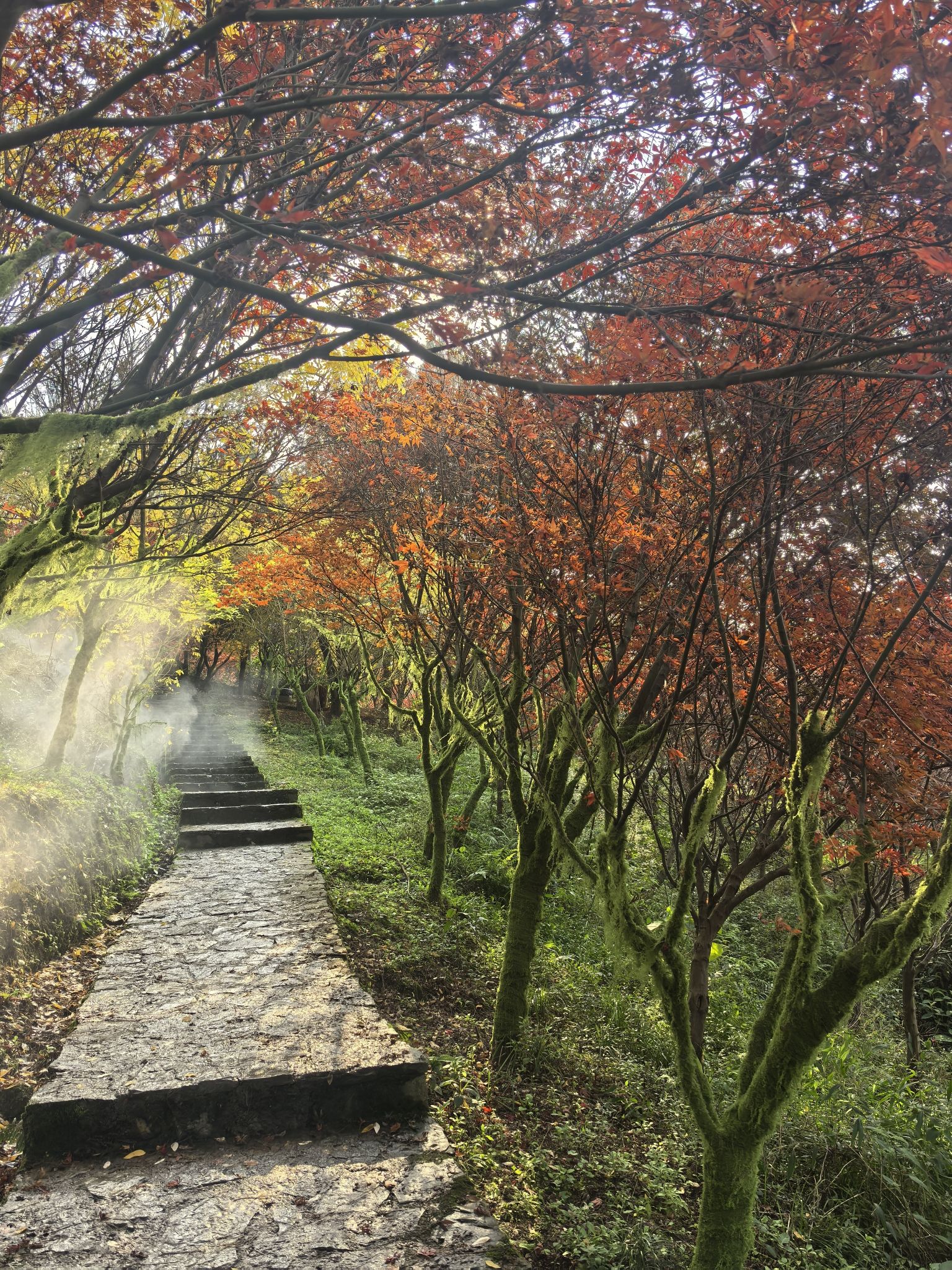 彩色森林养生旅游区旅行图片 1