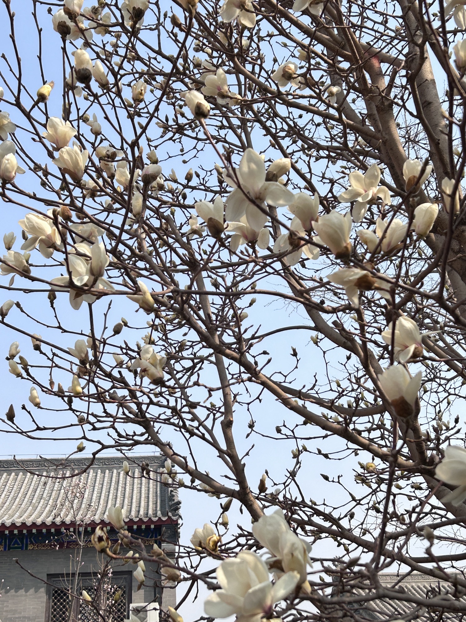东塔园旅行图片 2