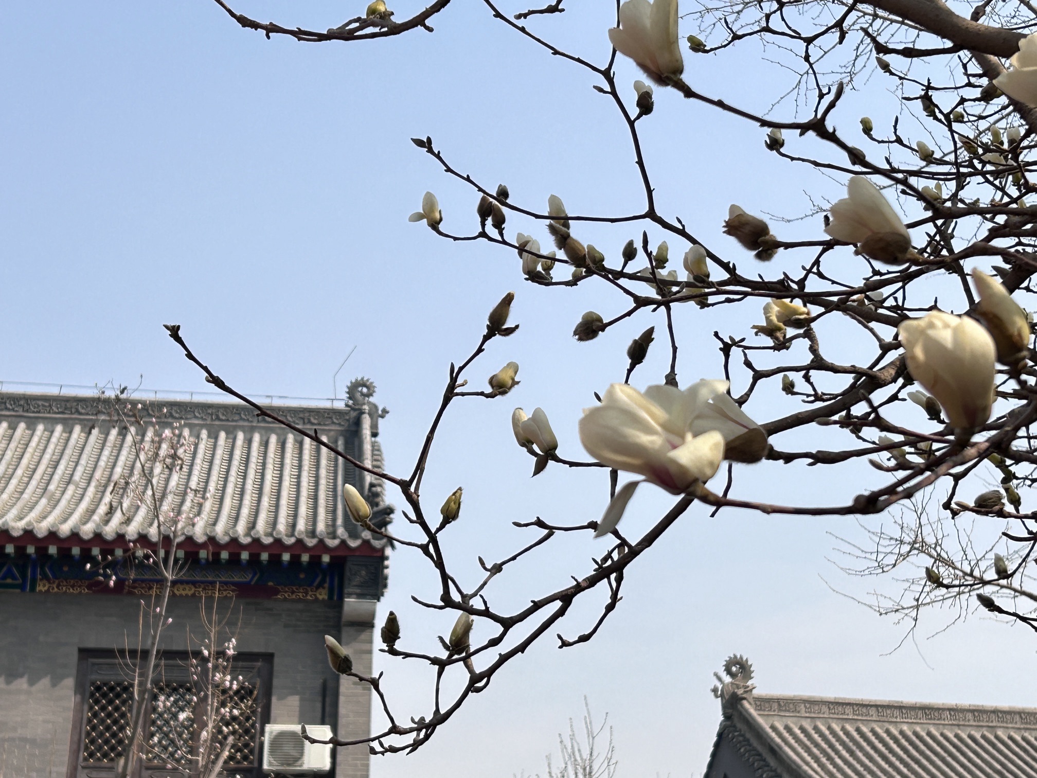 东塔园旅行图片 1