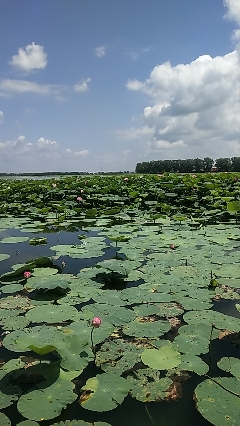 沈阳仙子湖风景旅游度假区旅行图片 1
