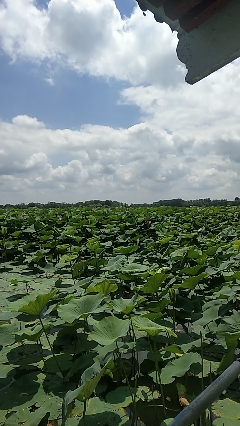 沈阳仙子湖风景旅游度假区旅行图片 2