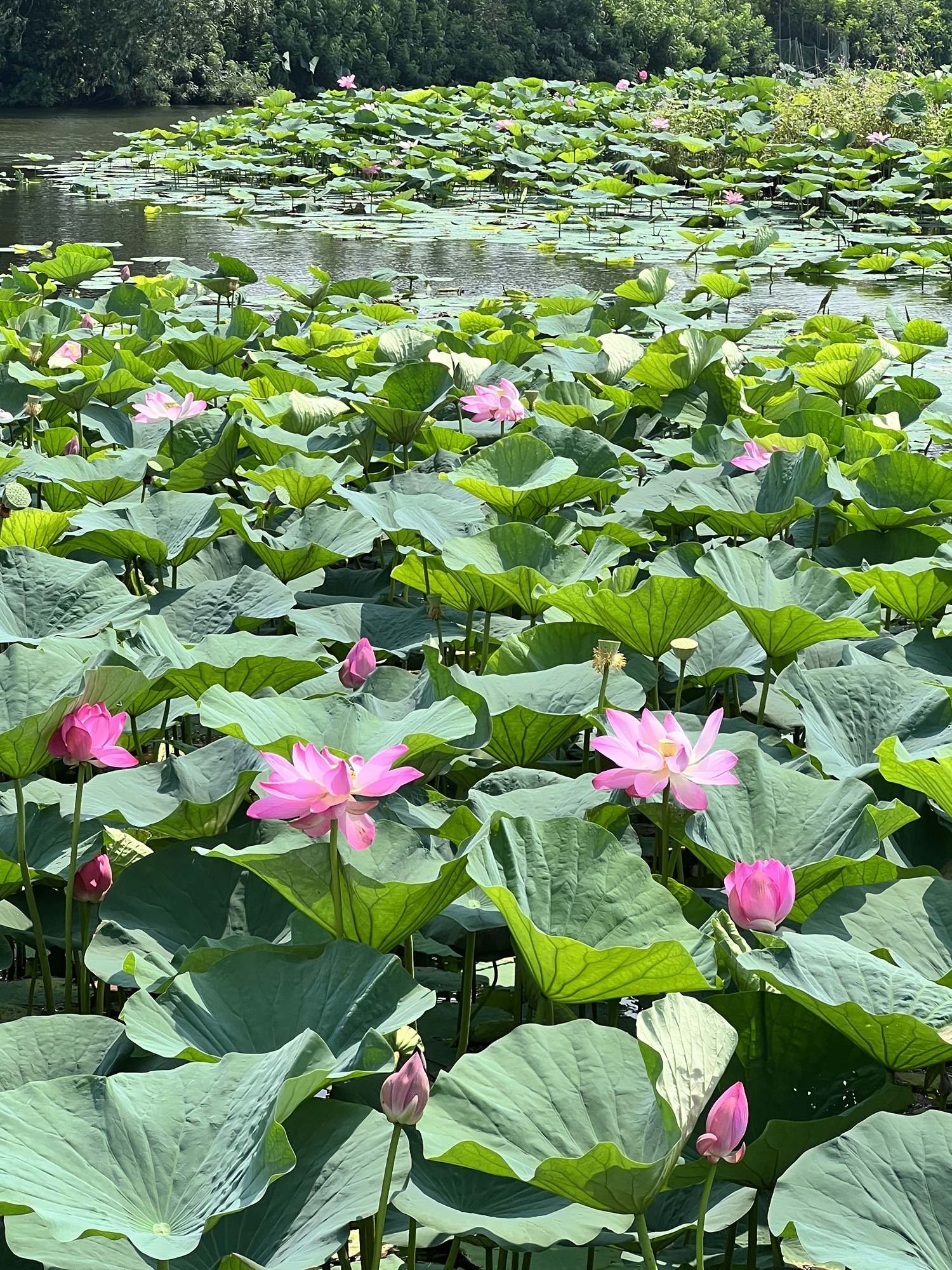 沈阳仙子湖风景旅游度假区旅行图片 1