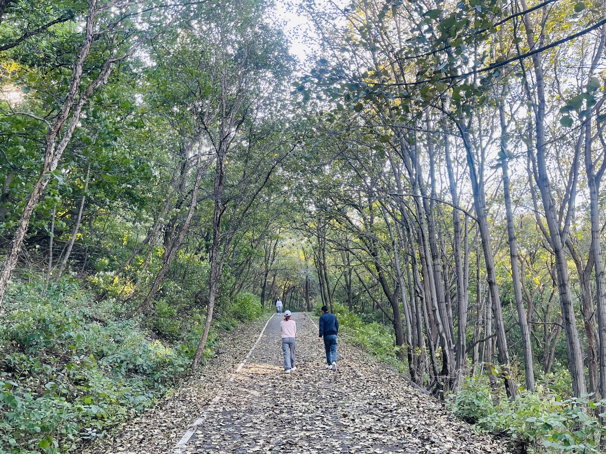 沈阳国家森林公园旅行图片 1