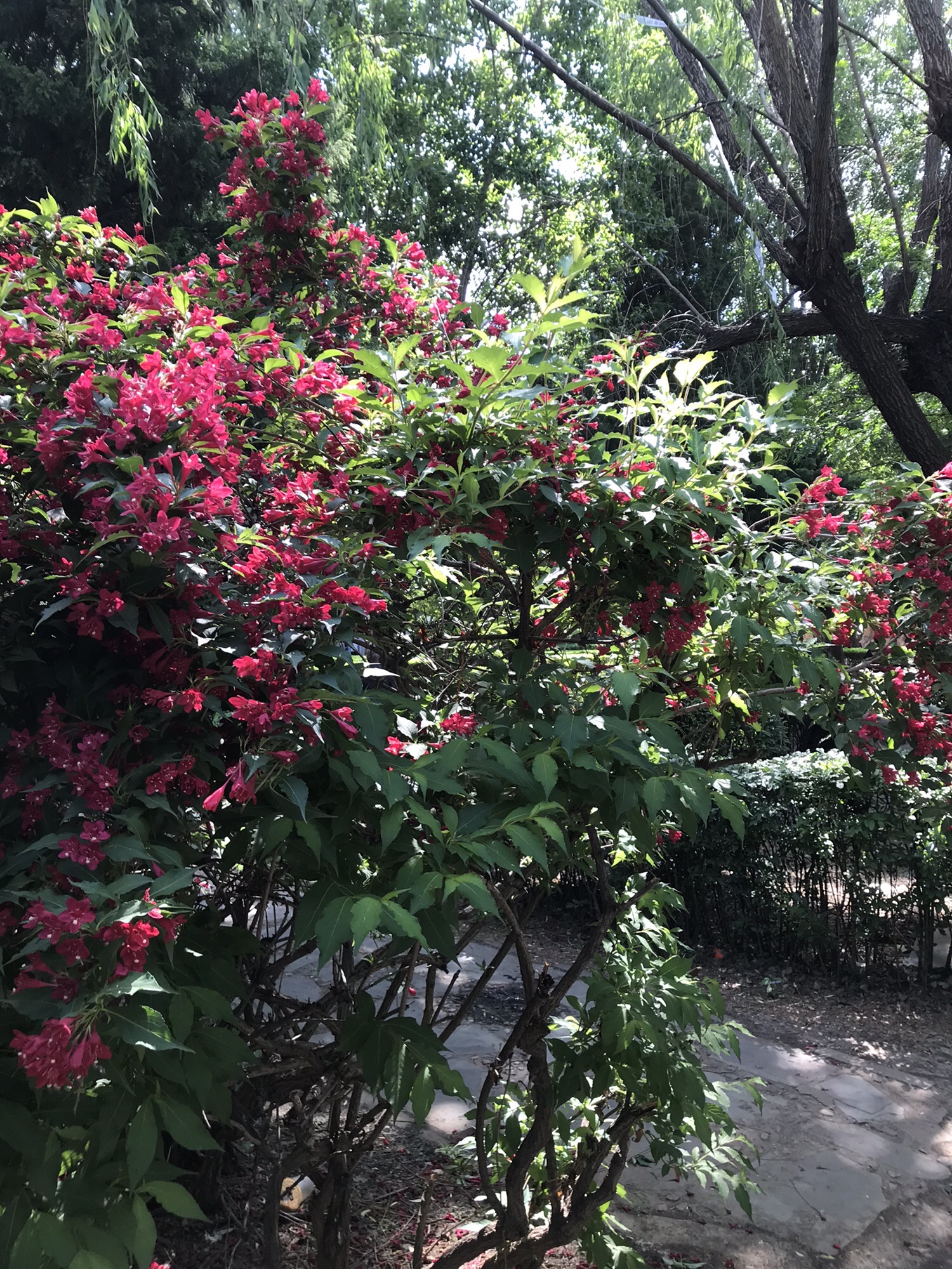 兴华公园旅行图片 3