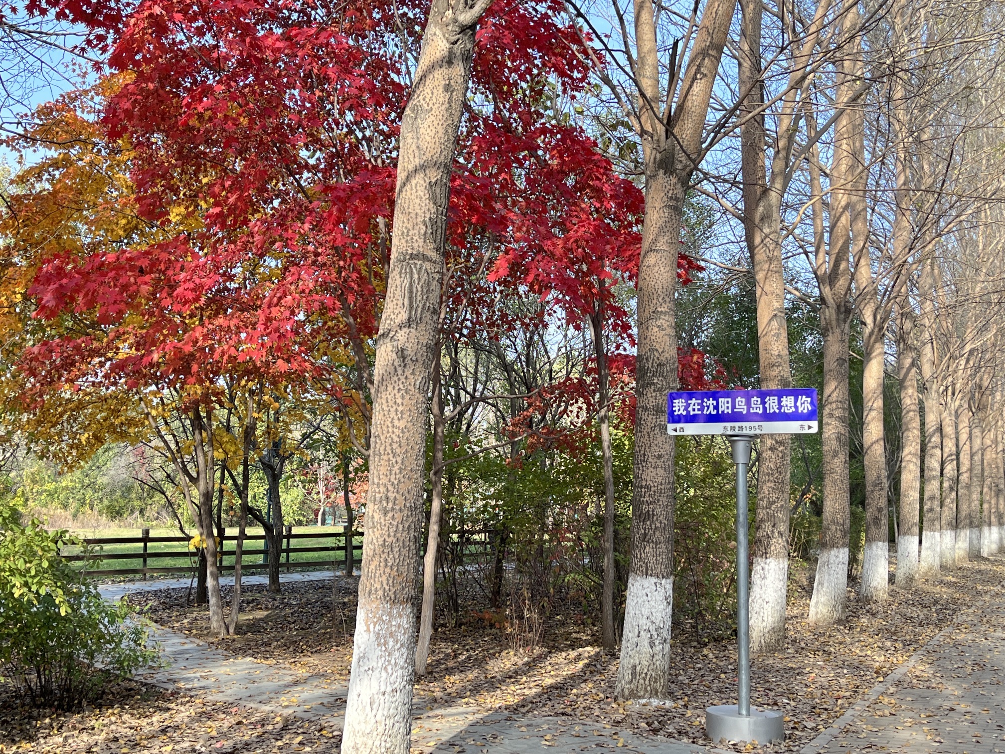 沈阳鸟岛旅行图片 1
