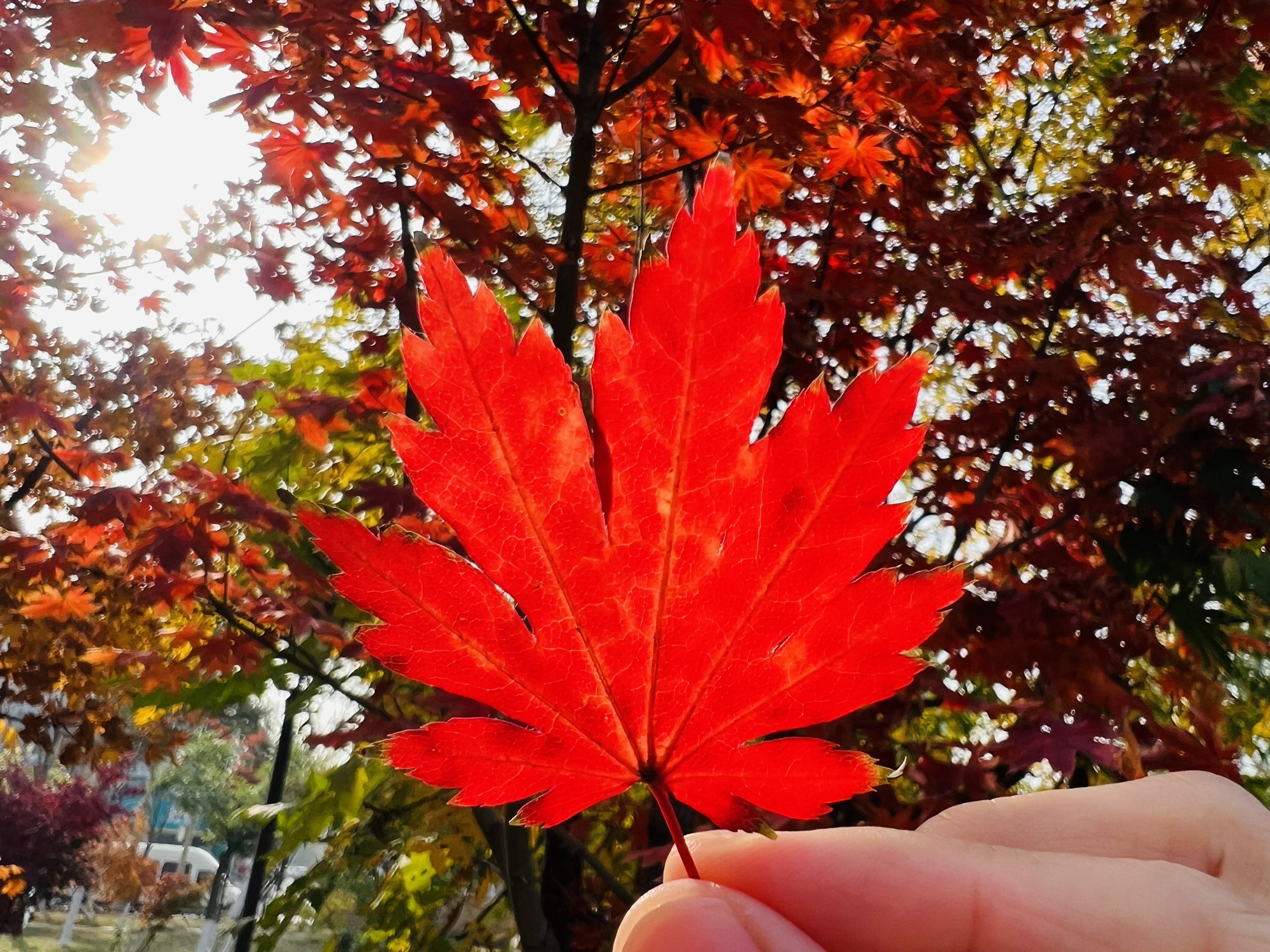 长青公园旅行图片 2