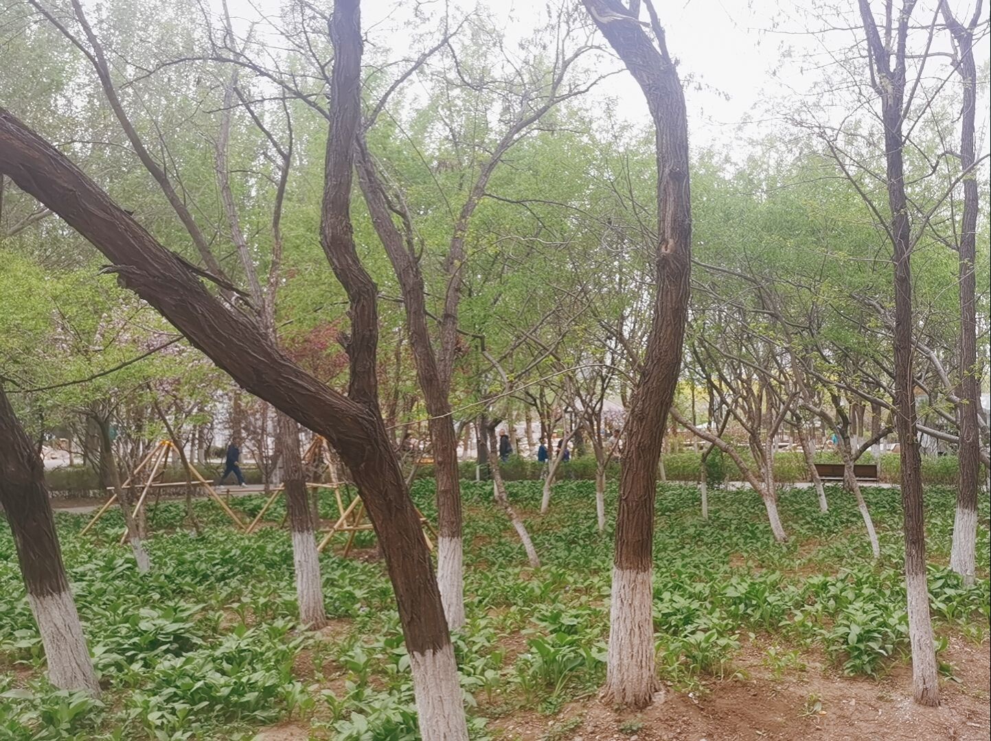 碧塘公园旅行图片 2