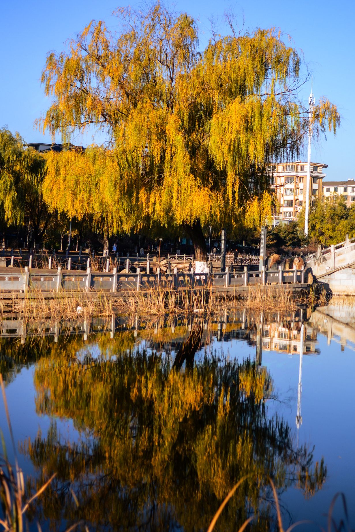 湖滨公园旅行图片 3
