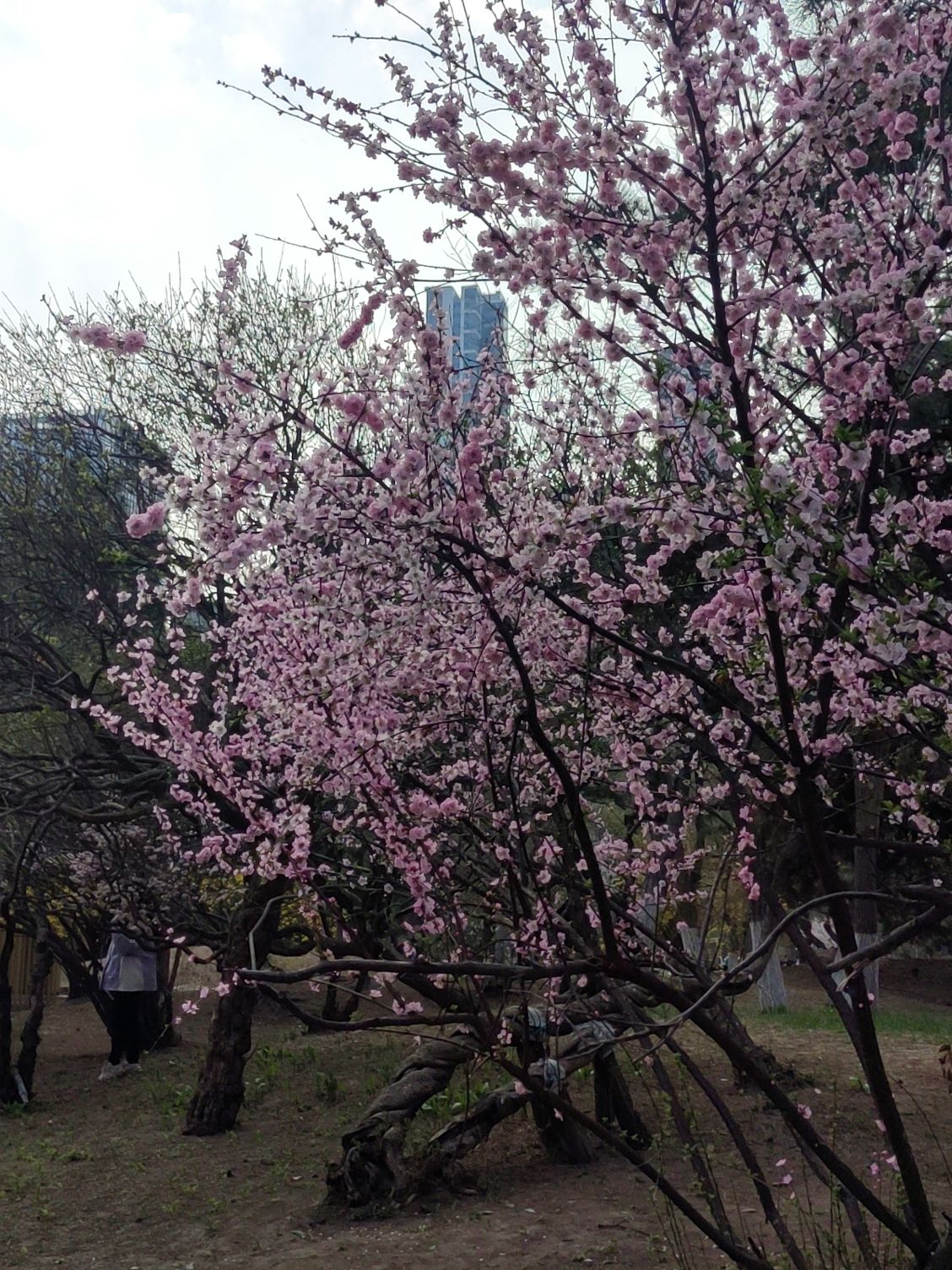 青年公园旅行图片 1