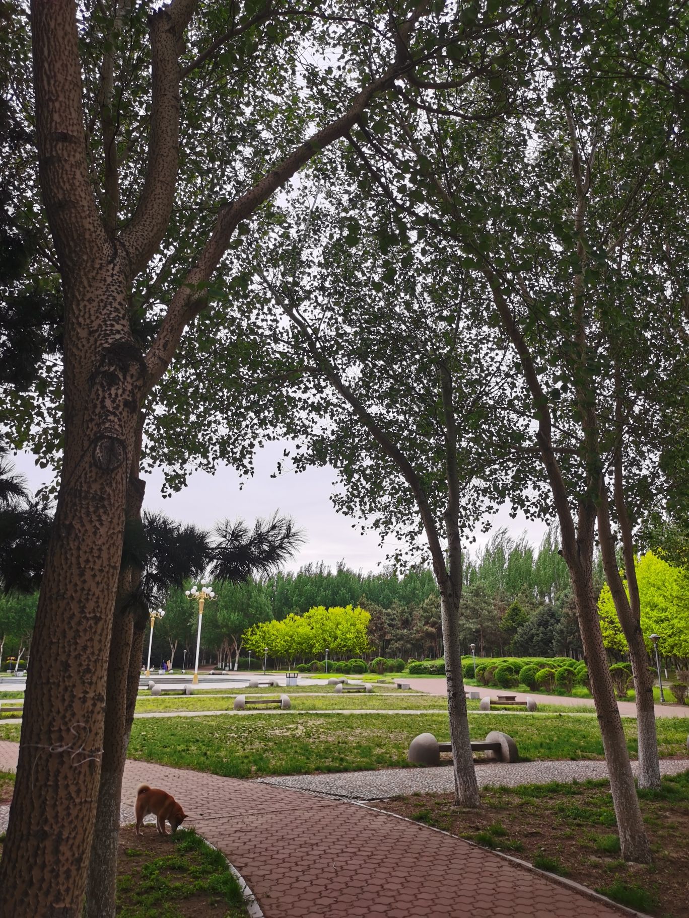 龙王庙公园旅行图片 3