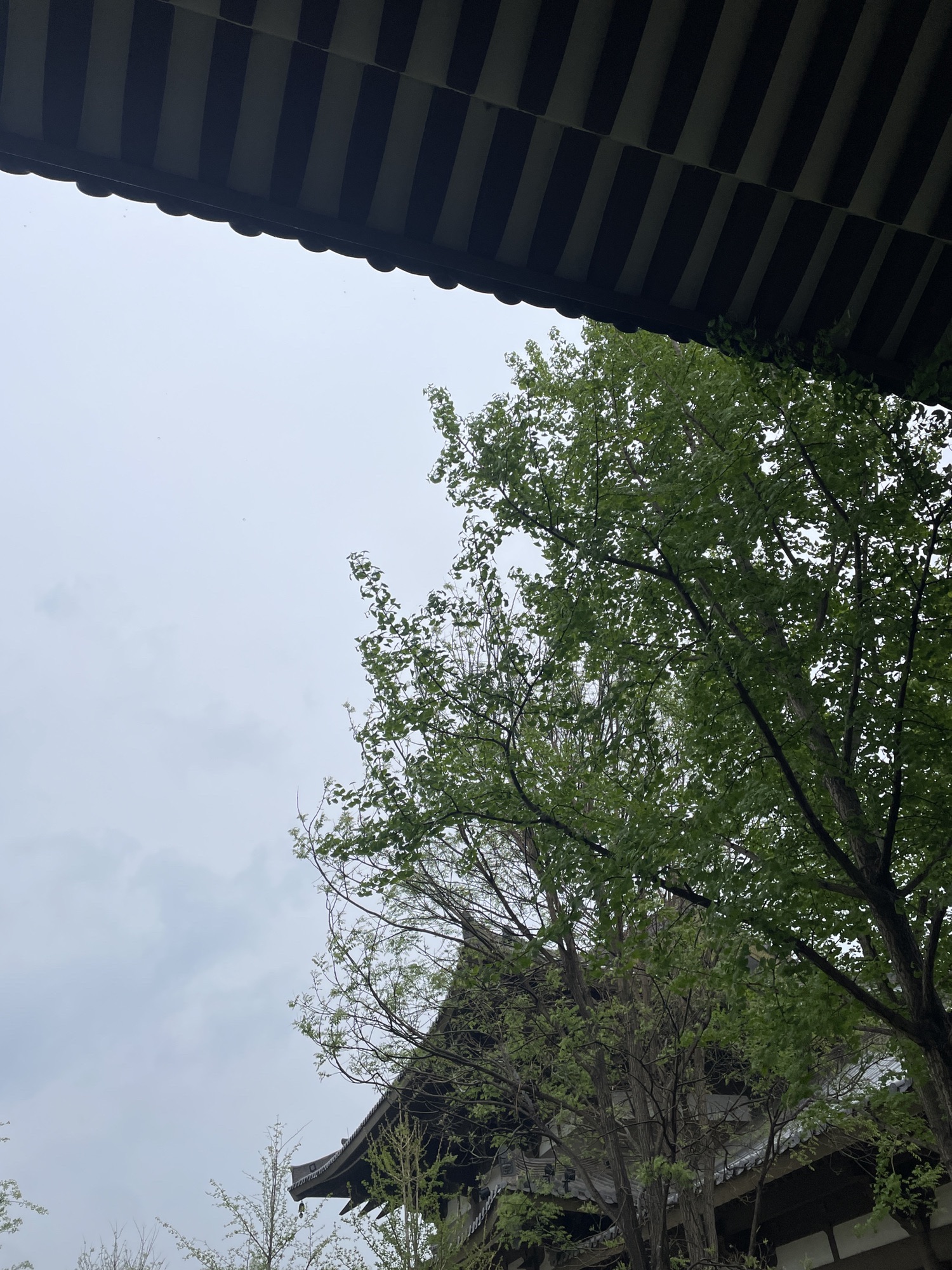 舍利塔滩地公园旅行图片 2