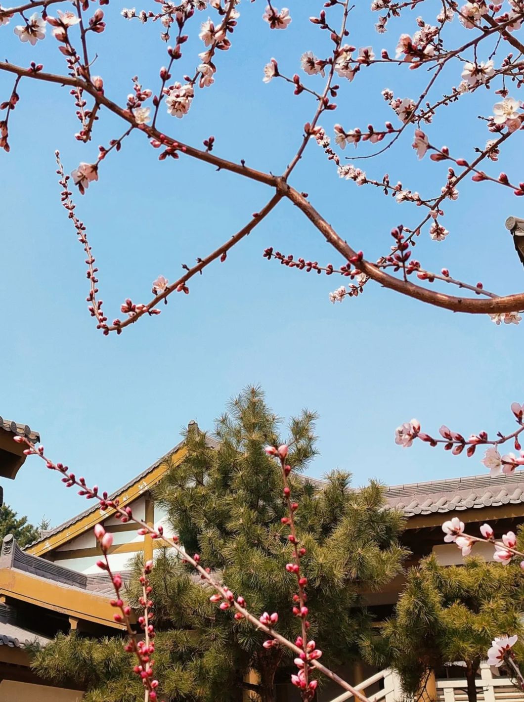 舍利塔滩地公园旅行图片 2