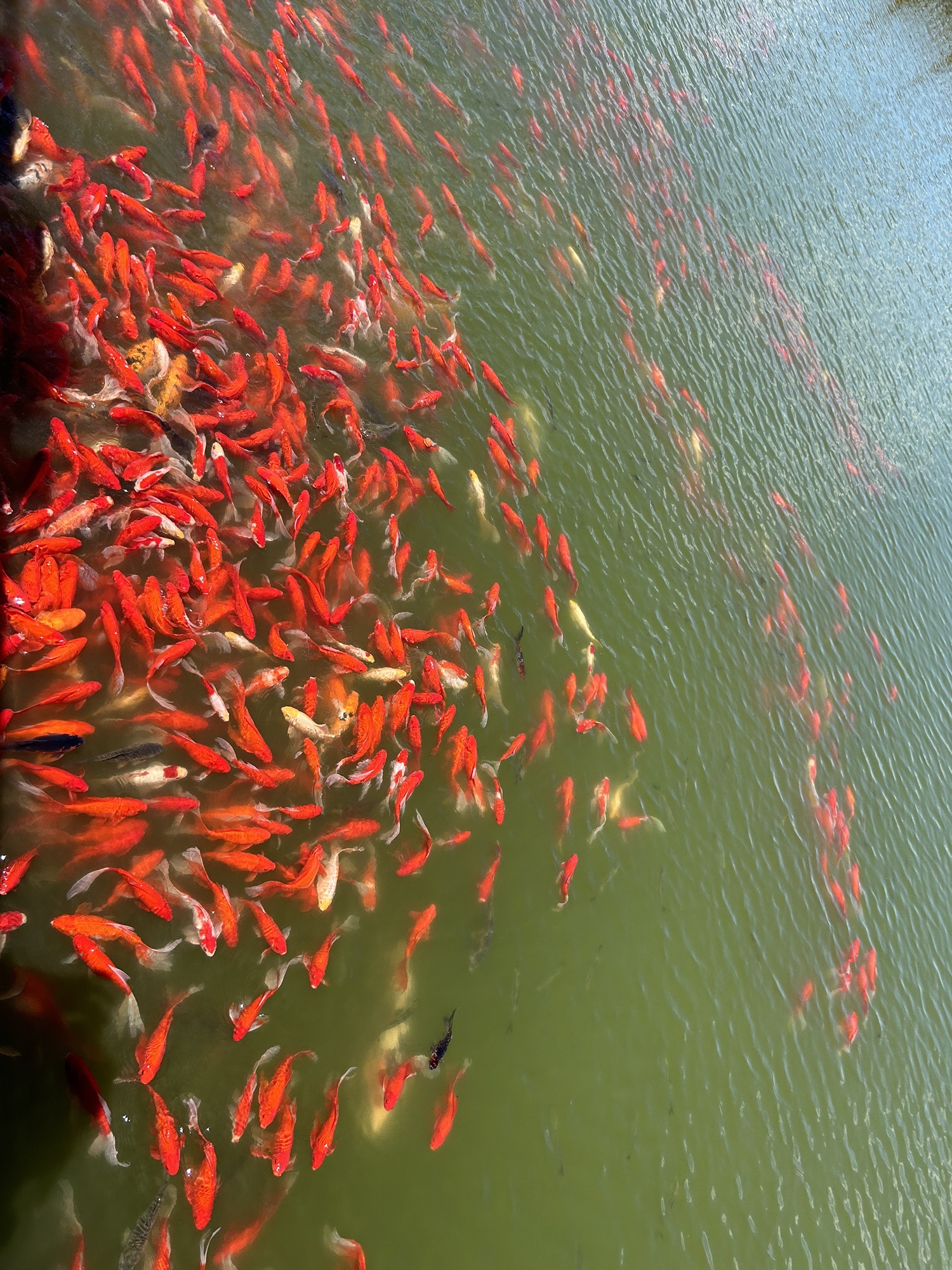张强镇公园旅行图片 3