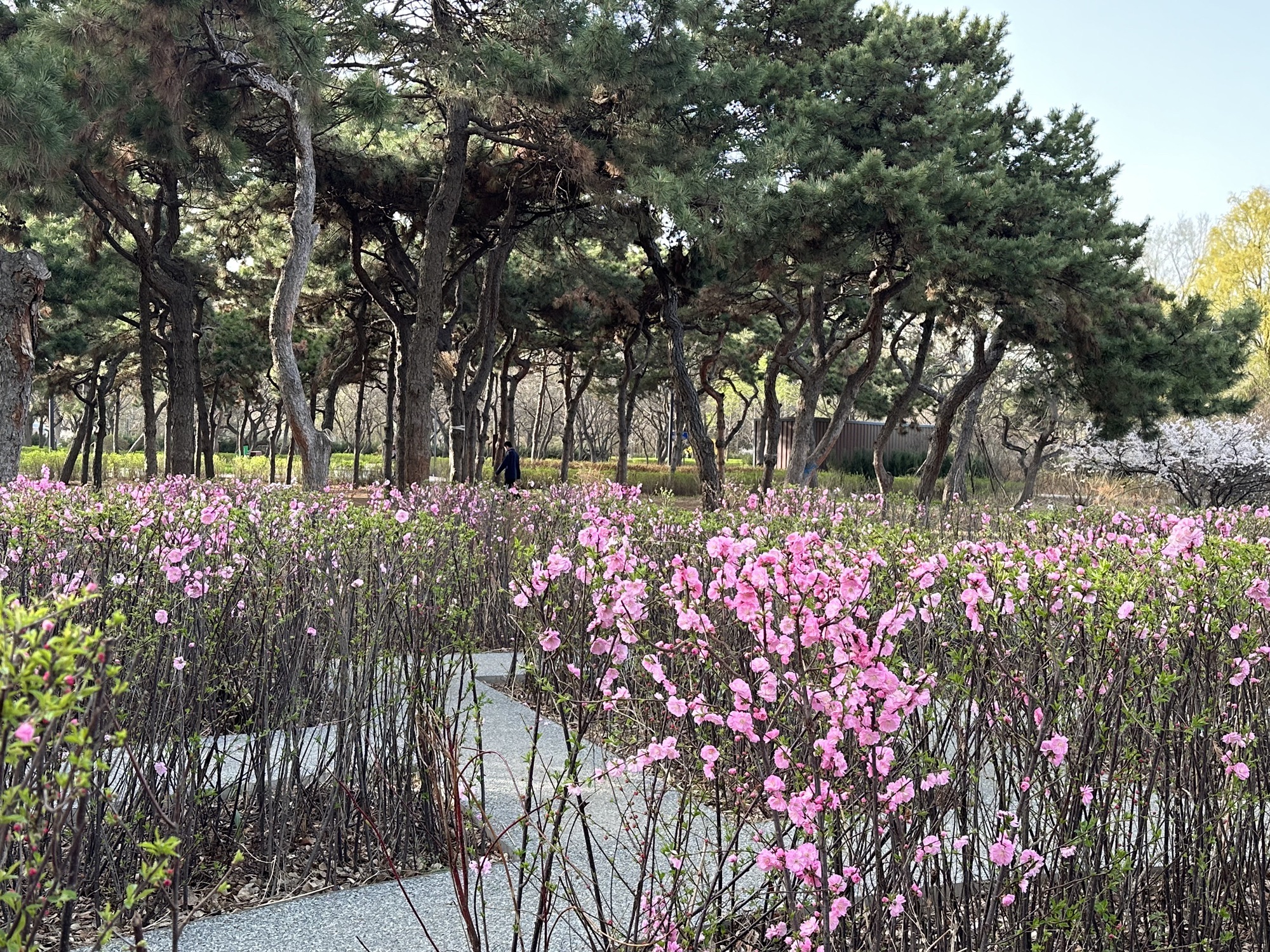 沈阳市铁西区劳动公园旅行图片 1