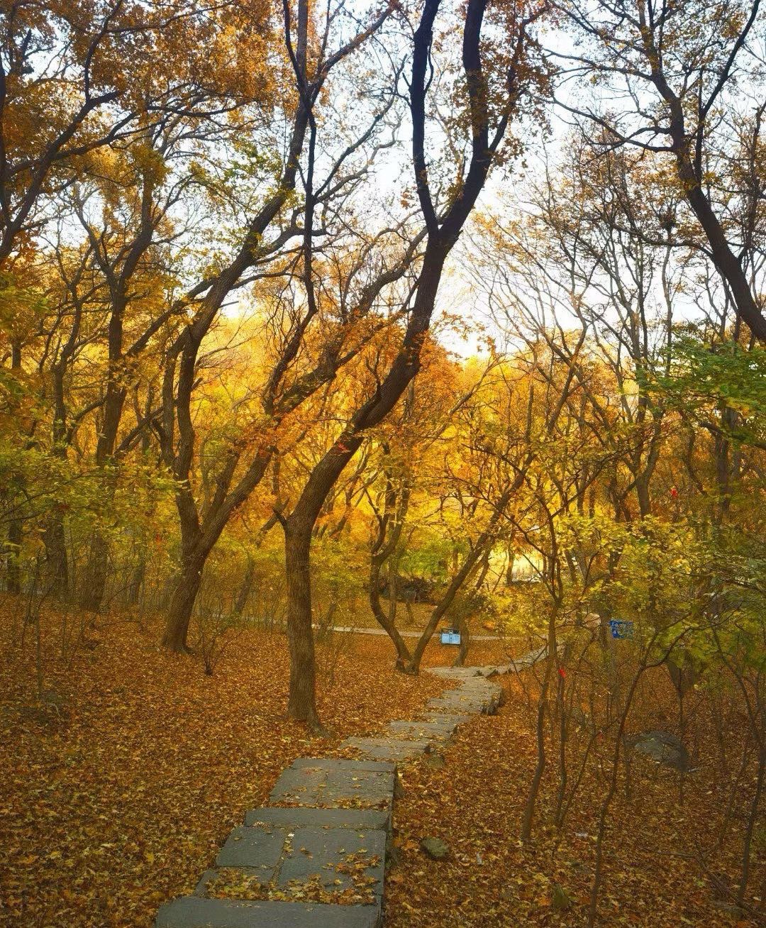 五龙山旅行图片 1