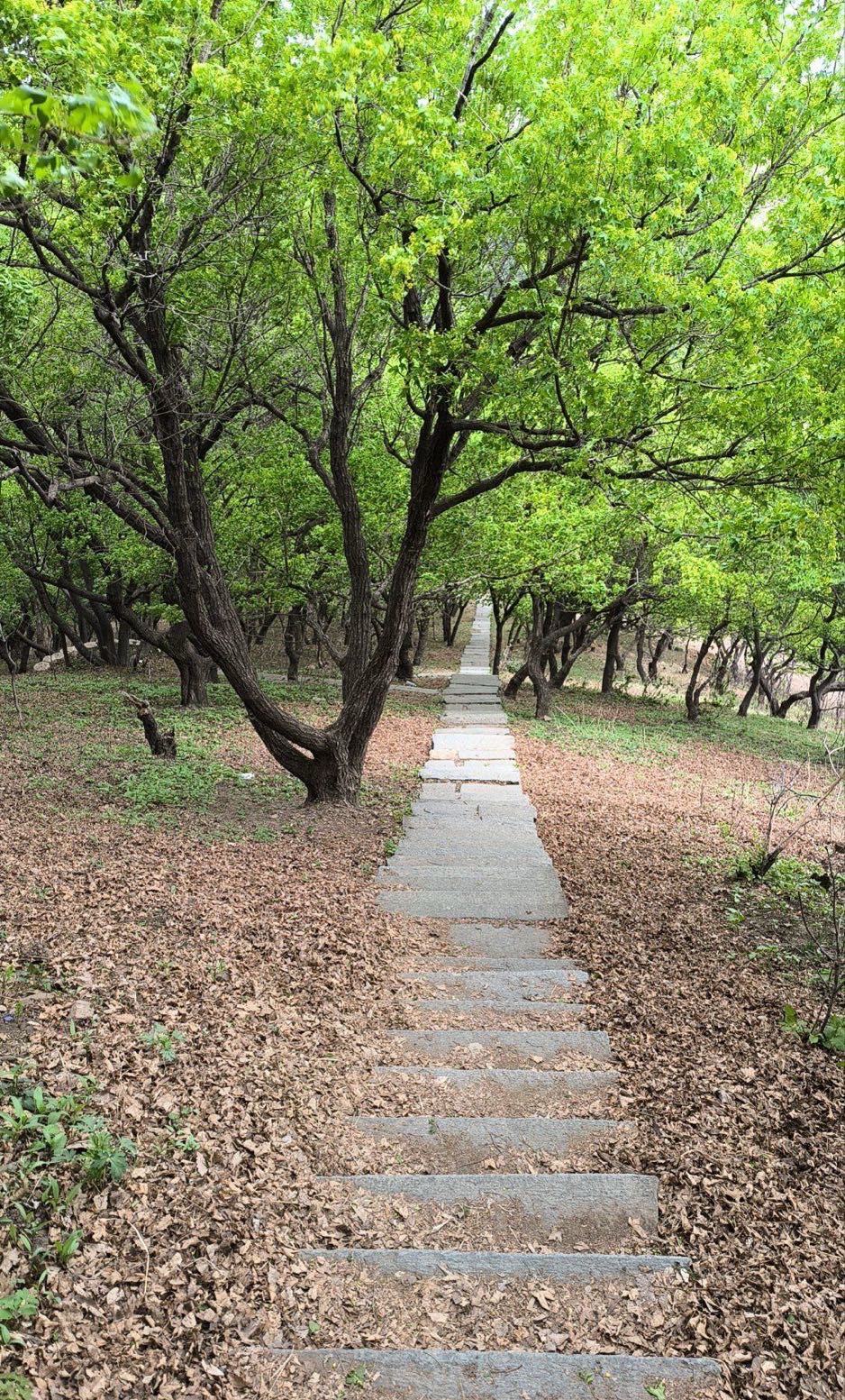 五龙山旅行图片 3
