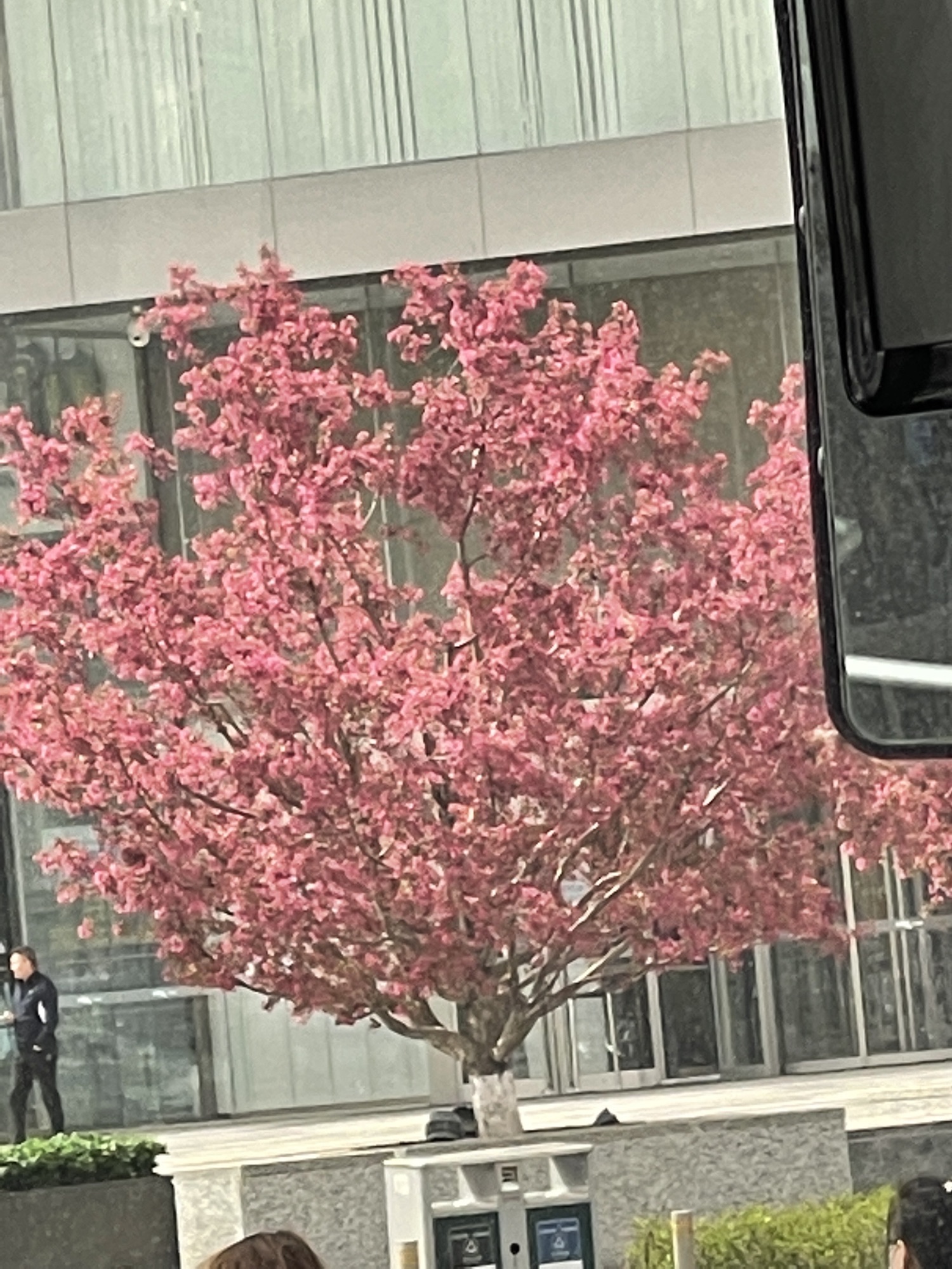 和平公园旅行图片 1