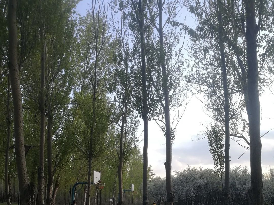 浑河森林公园旅行图片 3