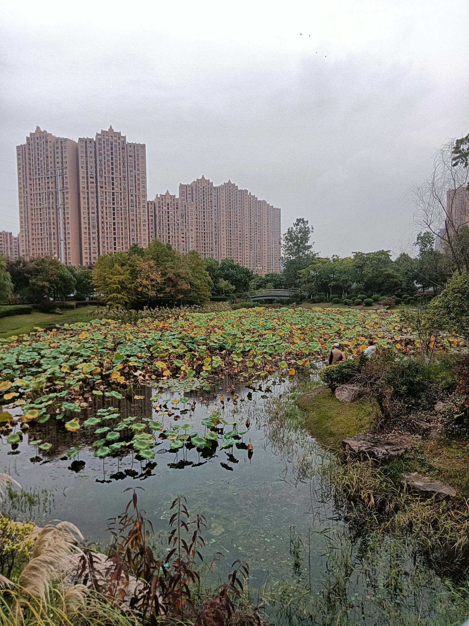 郑和公园旅行图片 3