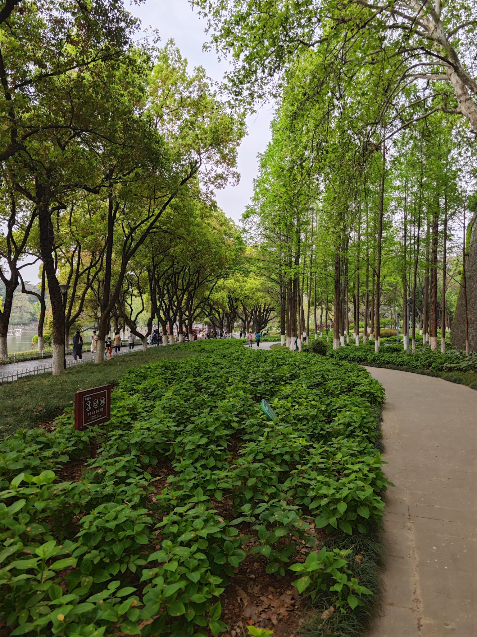 绣球公园旅行图片 3