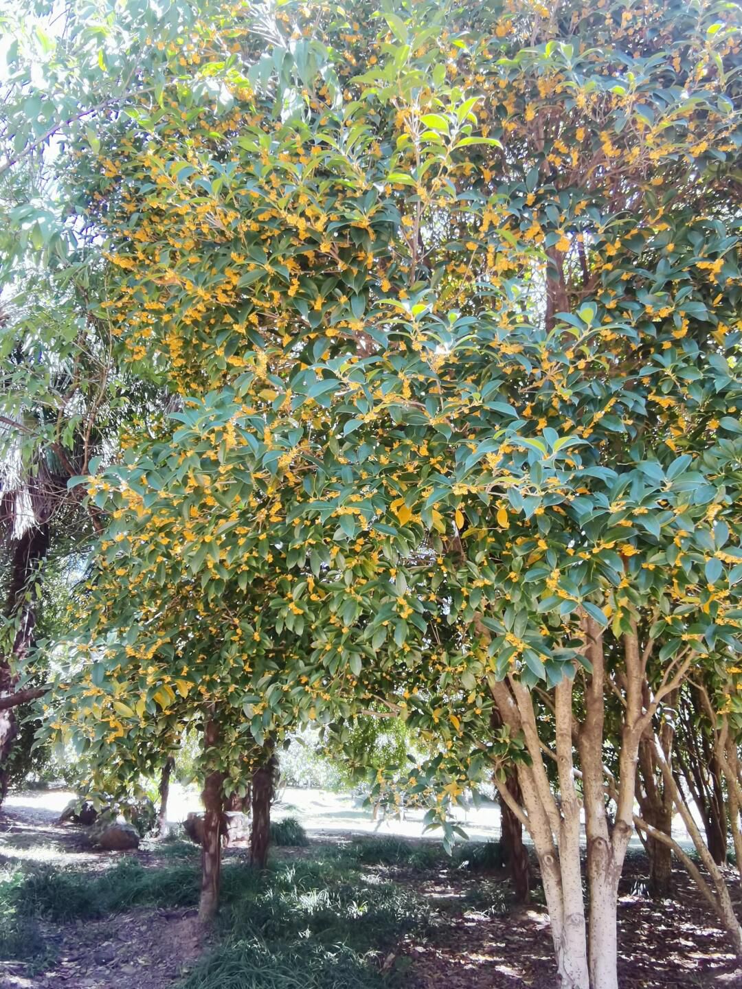 白马公园旅行图片 3