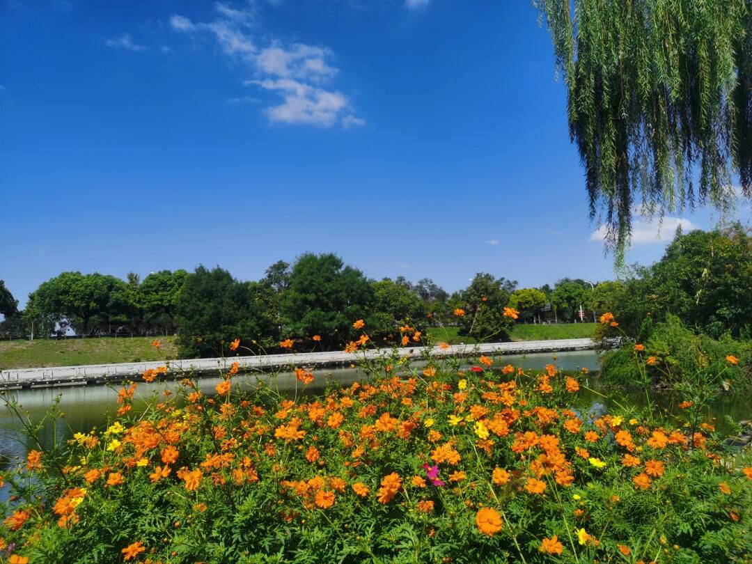 白马公园旅行图片 2