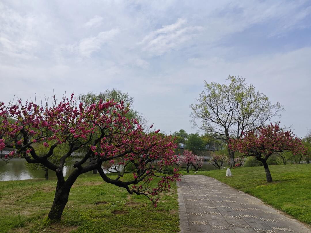 白马公园旅行图片 2