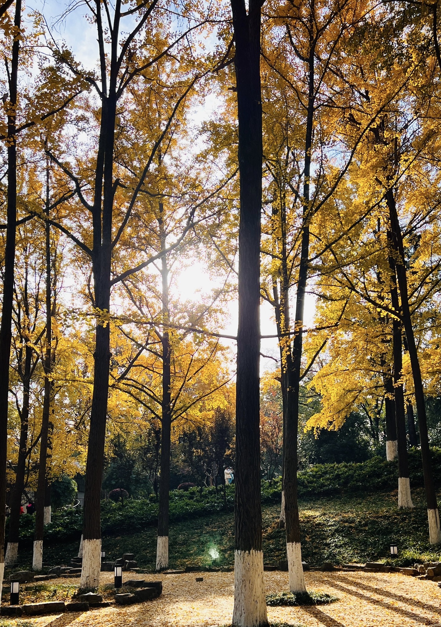 清凉山公园旅行图片 1