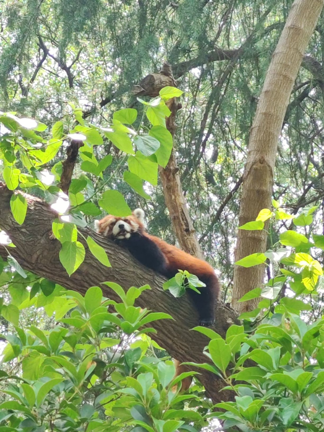 红山森林动物园旅行图片 2