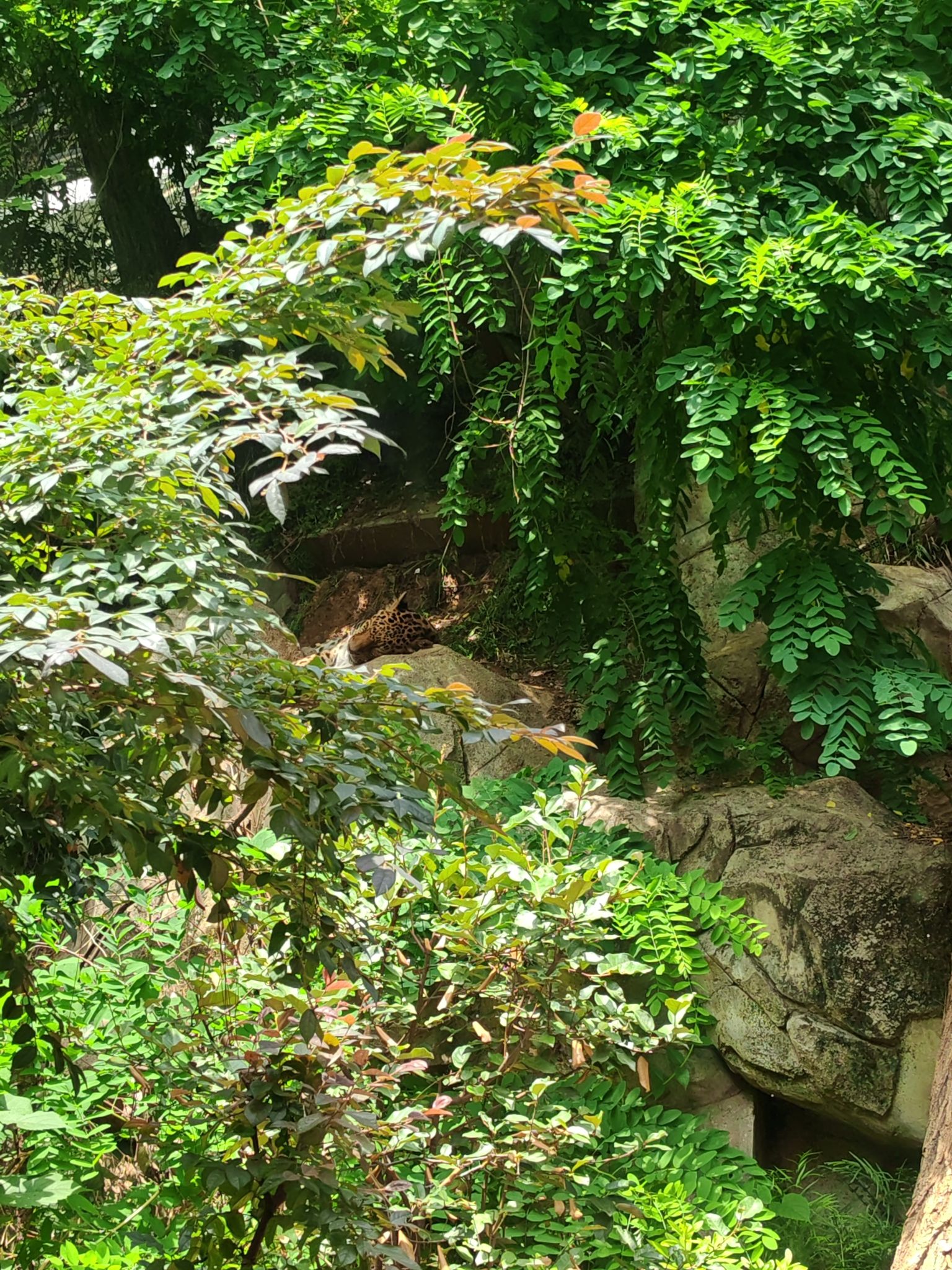 红山森林动物园旅行图片 1