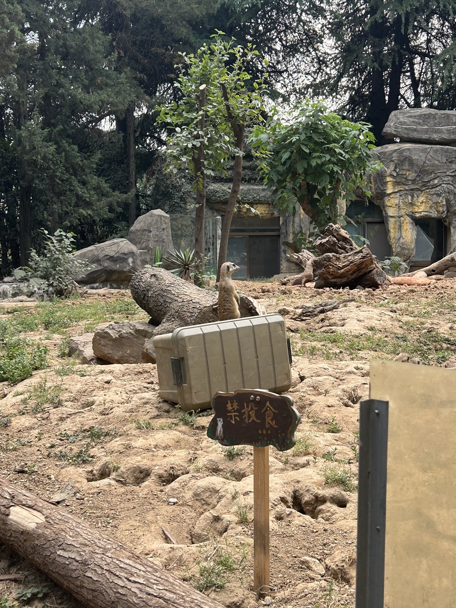 红山森林动物园旅行图片 3