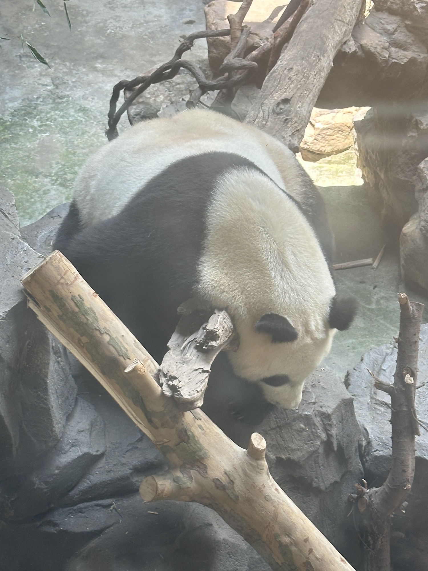 红山森林动物园旅行图片 1