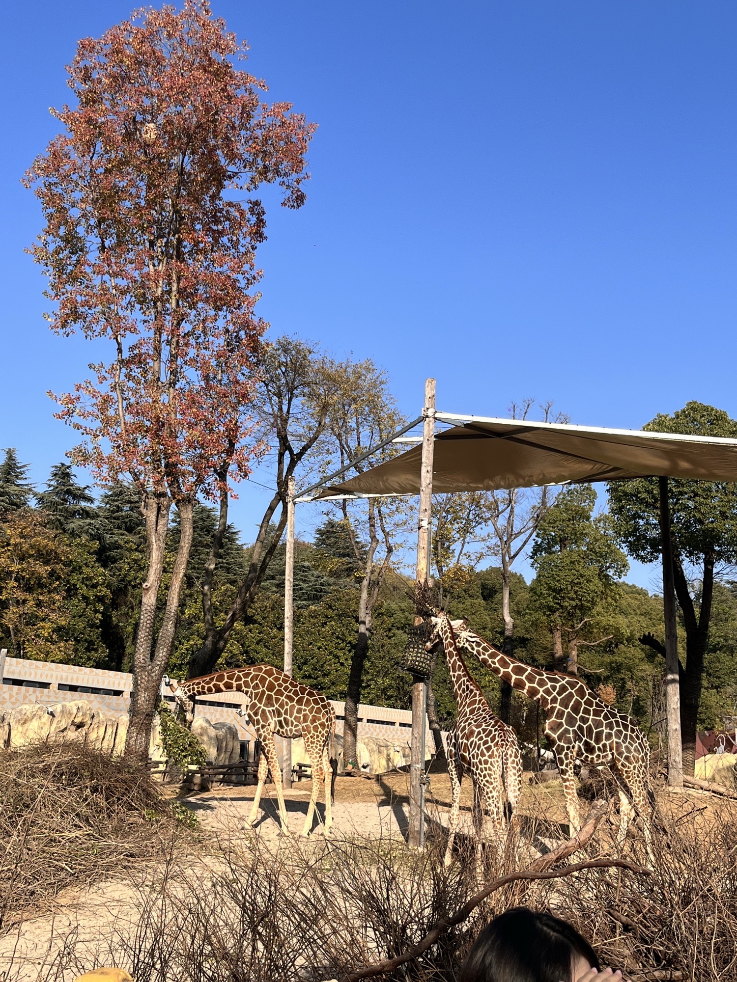 红山森林动物园旅行图片 3
