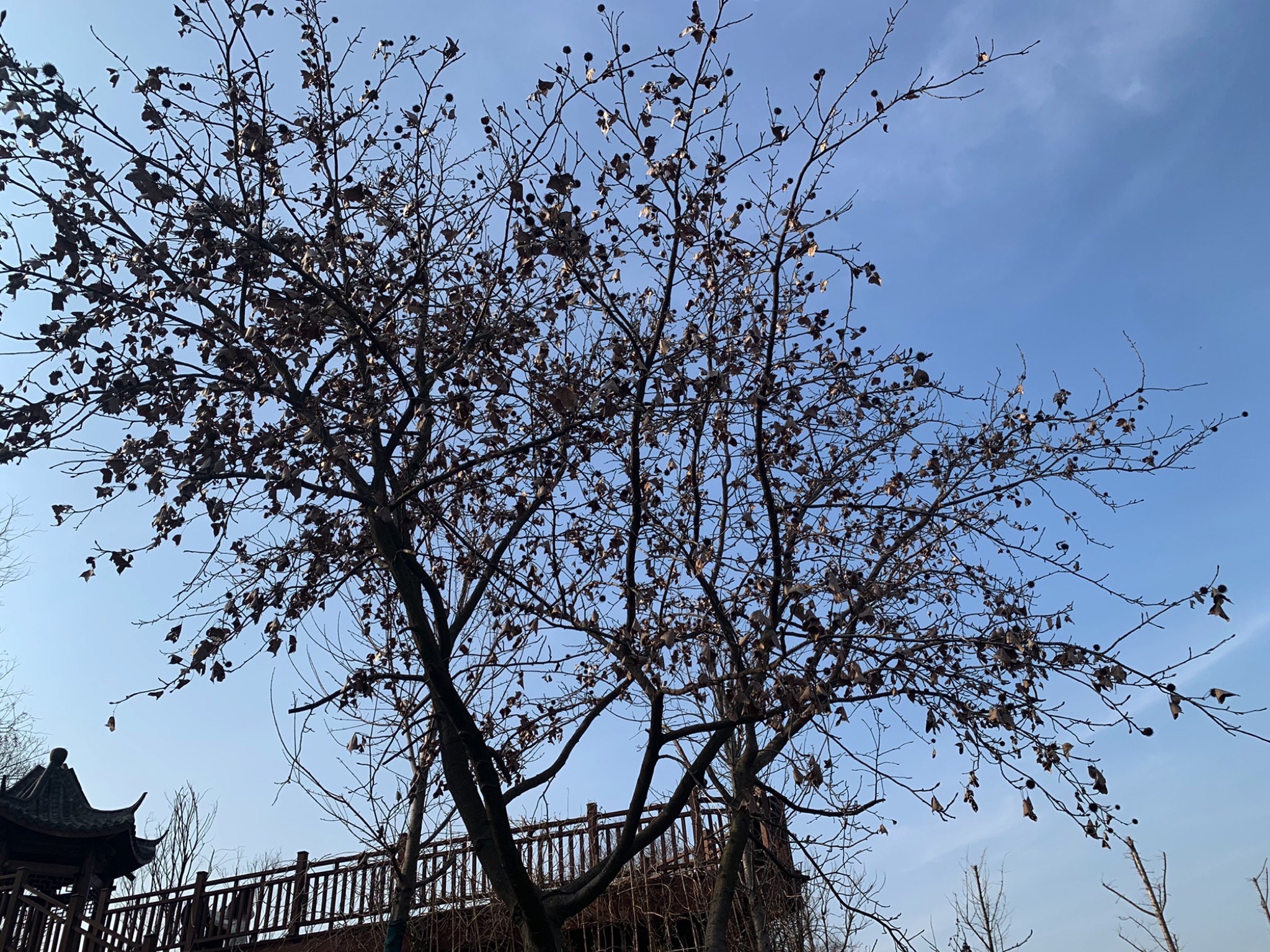 南京石柱林旅行图片 3