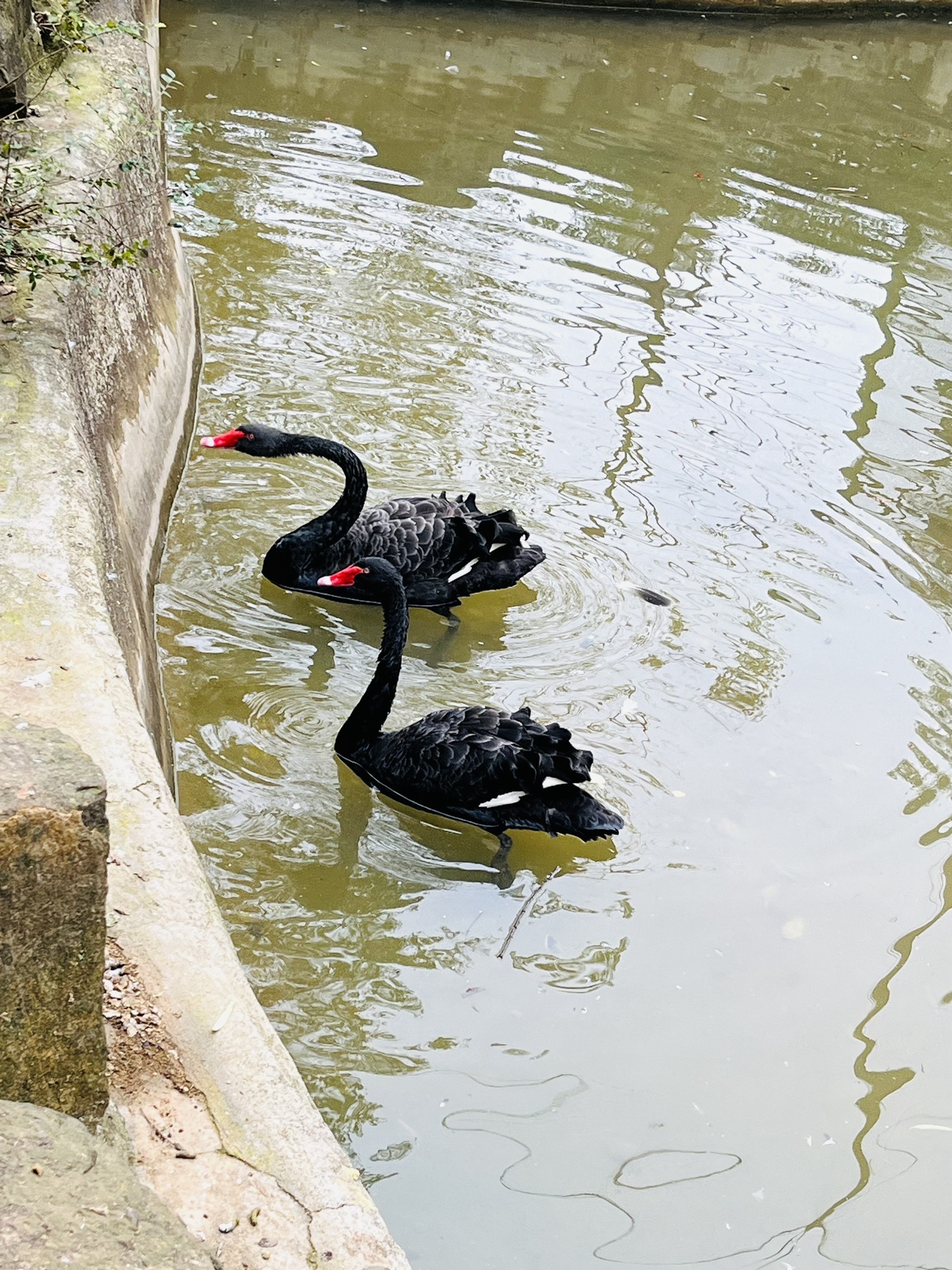 南京老山国家森林公园旅行图片 3