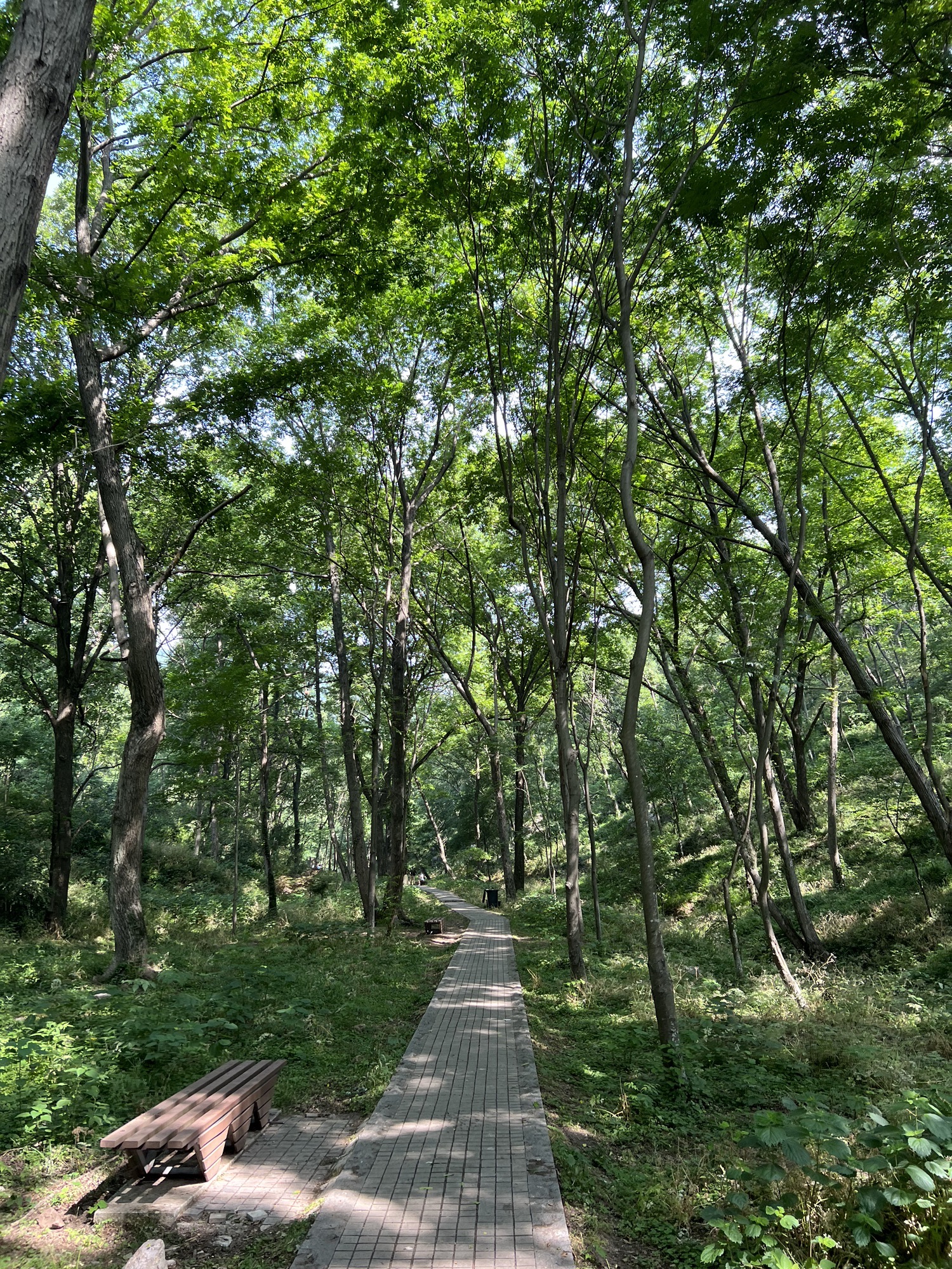 南京老山国家森林公园旅行图片 1