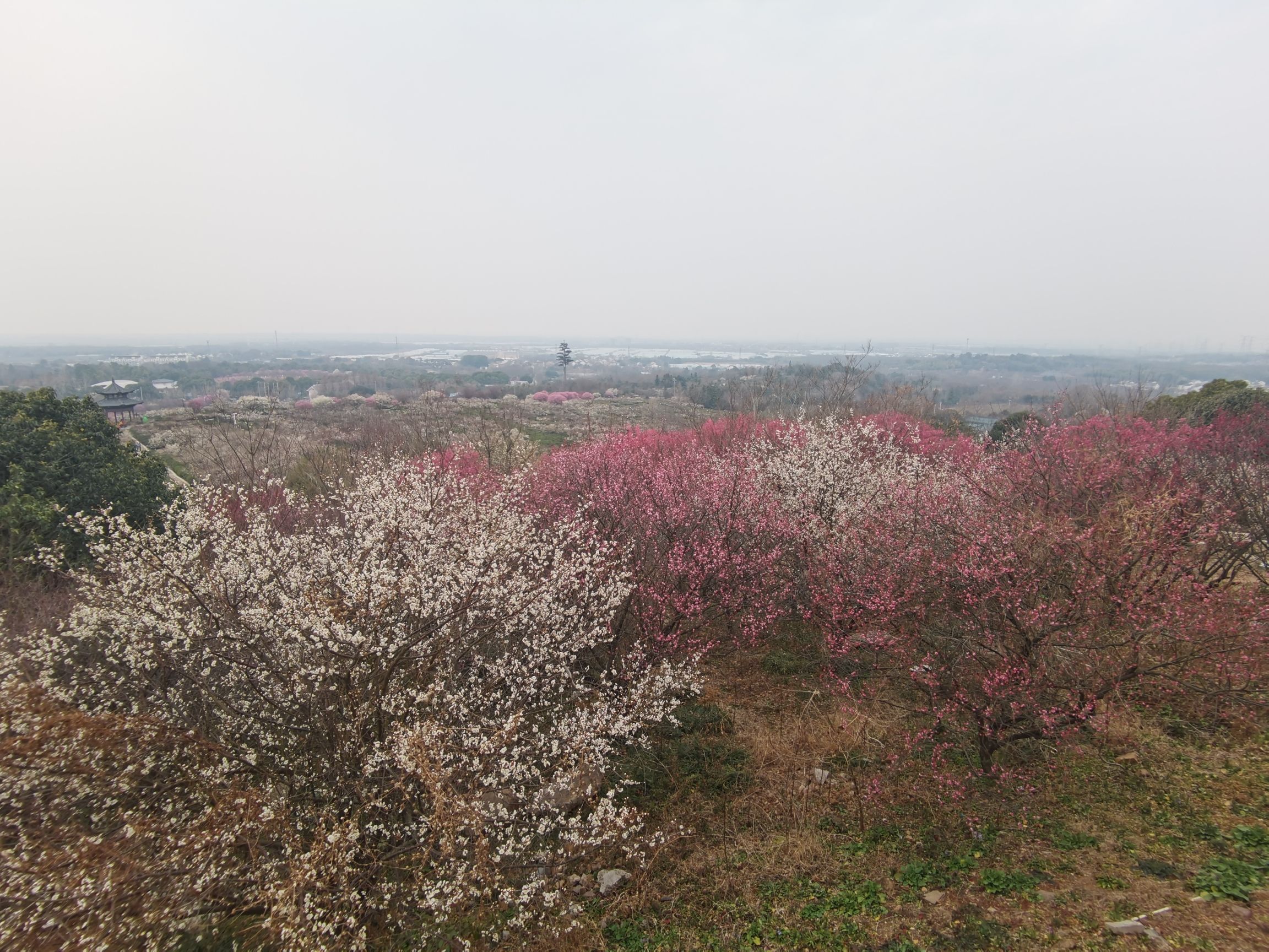 傅家边农业科技园旅行图片 2