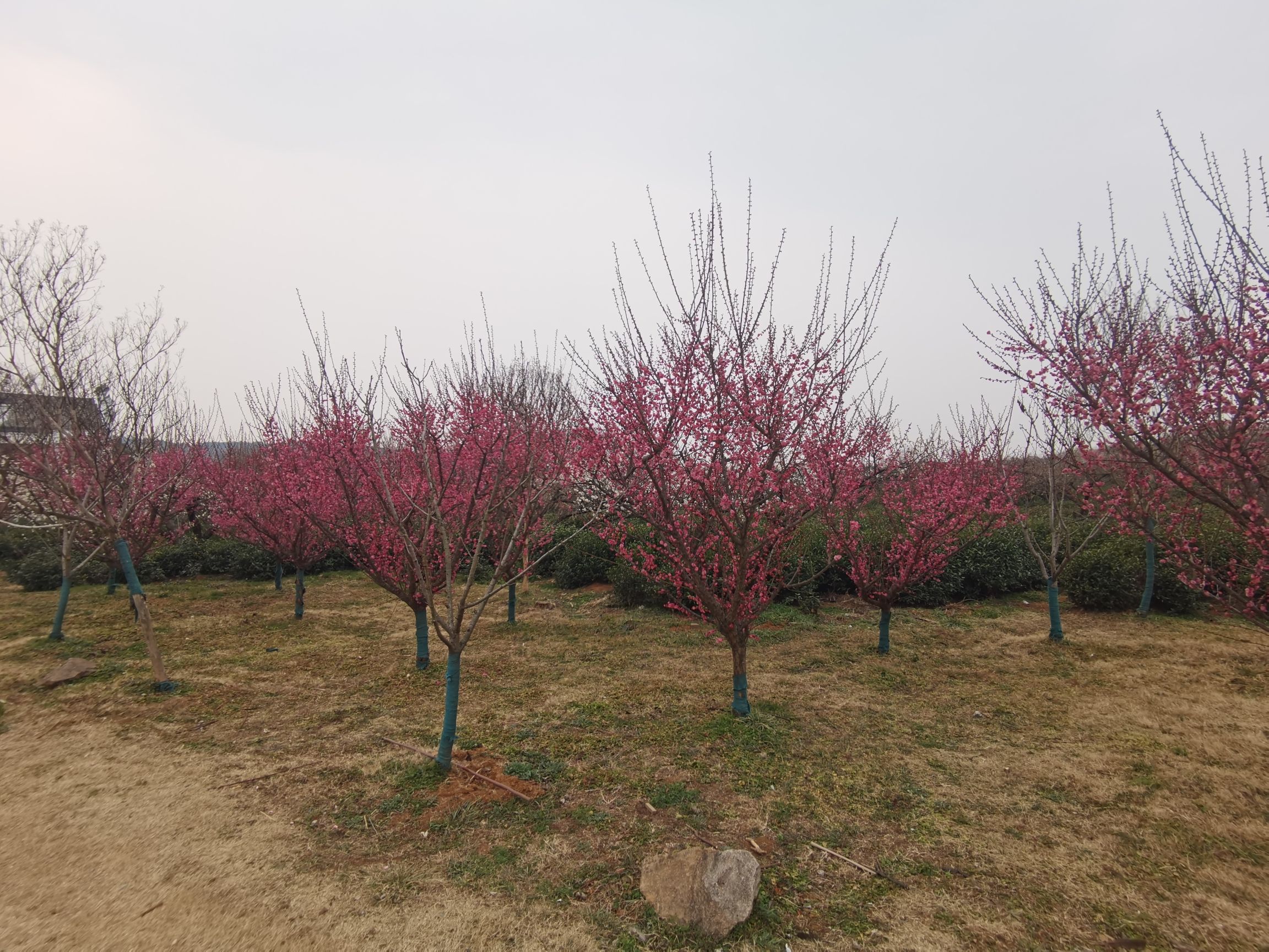傅家边农业科技园旅行图片 3