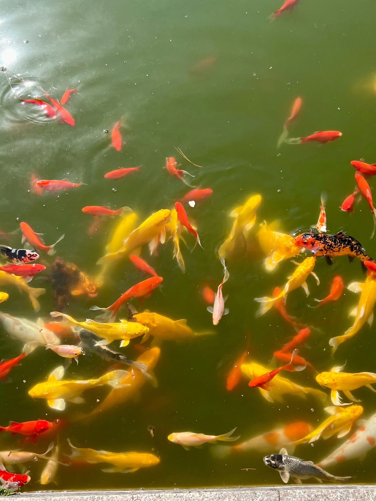 南京金牛湖风景区旅行图片 2