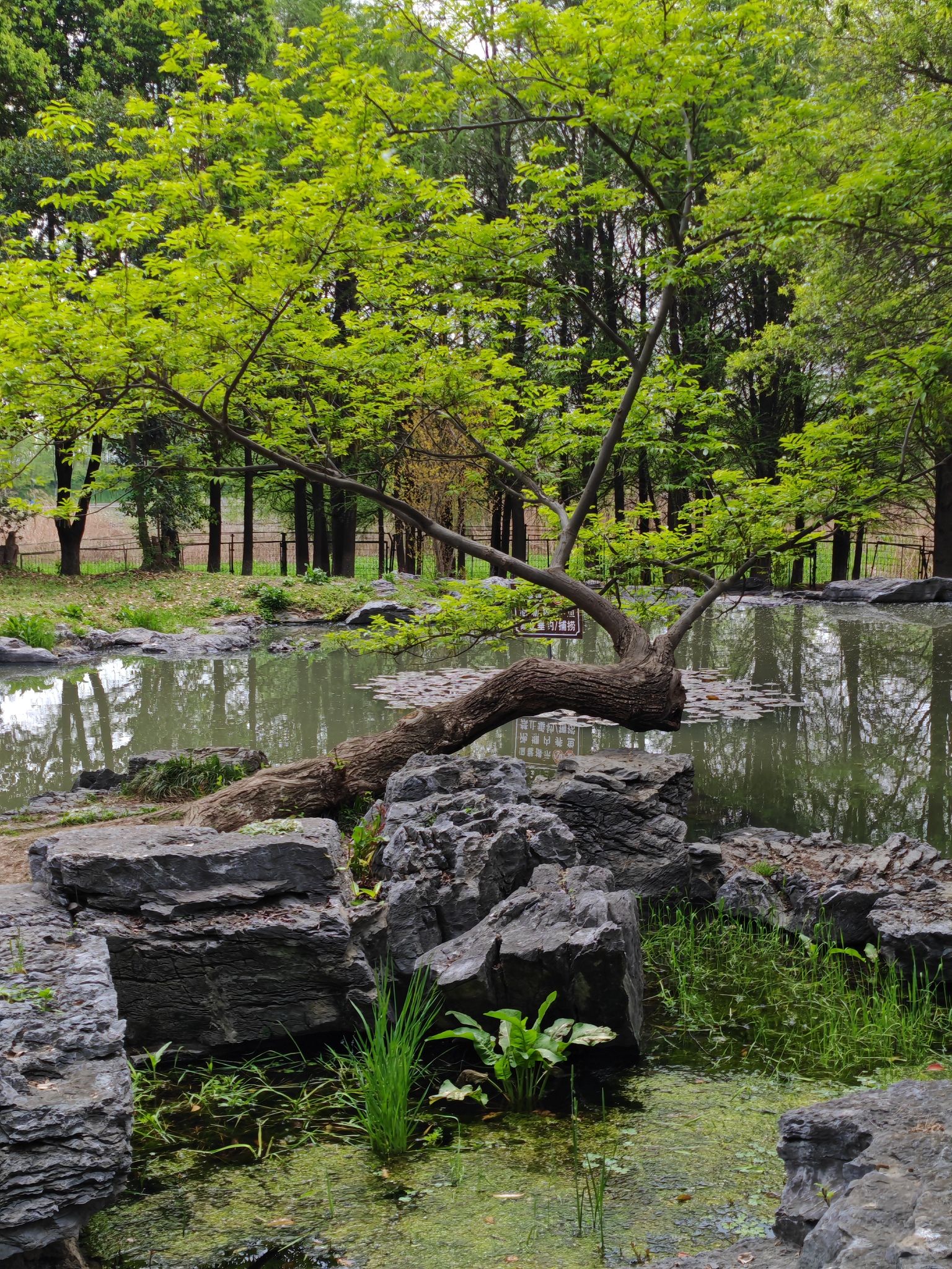南京七桥瓮公园旅行图片 1