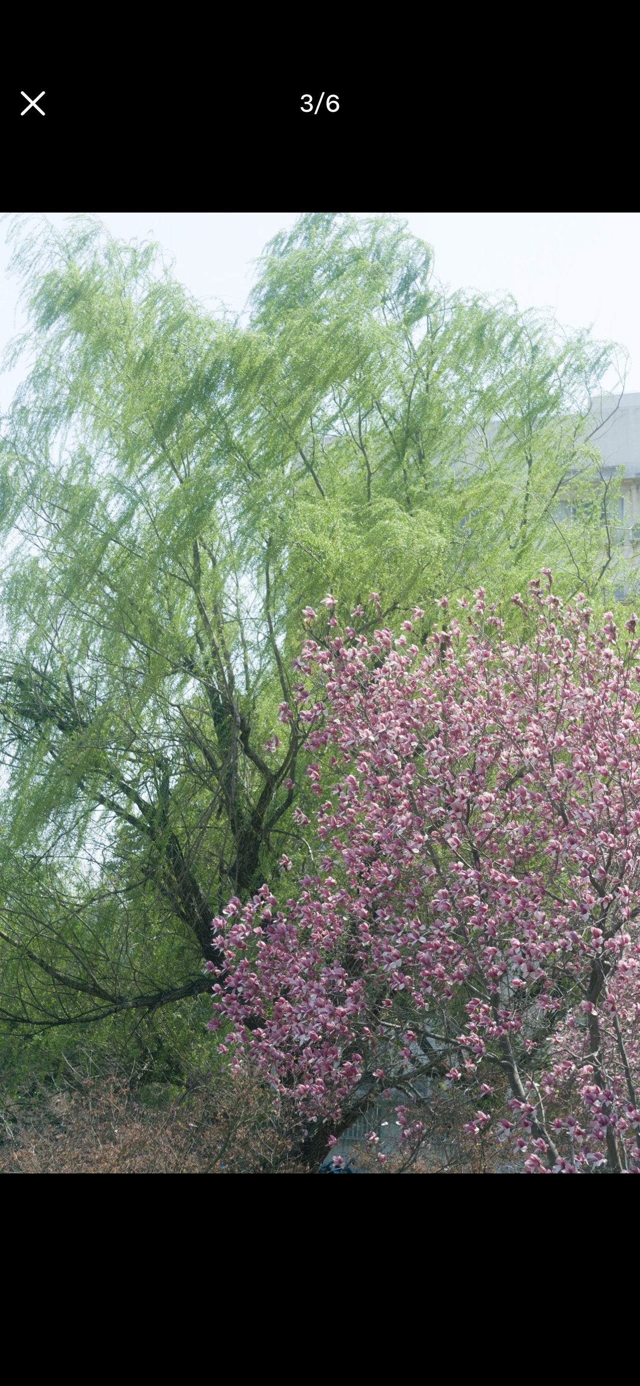 玄武湖景区旅行图片 2
